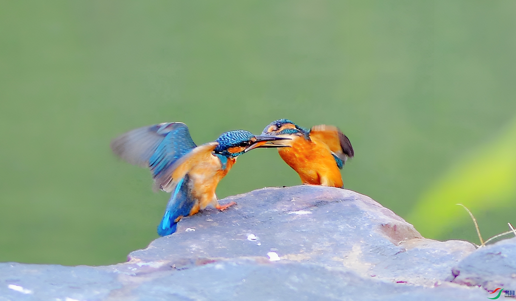 1 1153_����.jpg