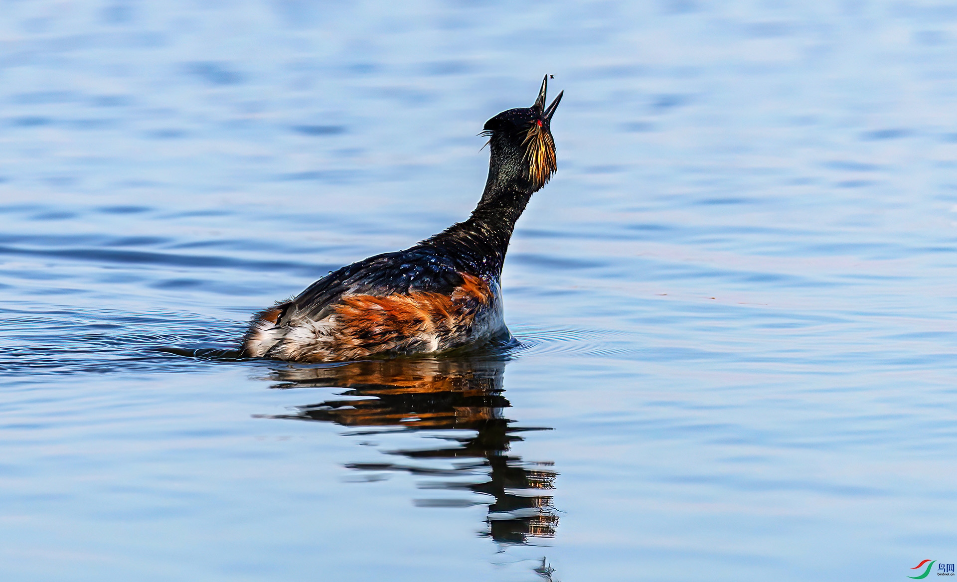 060A7088 ����-Sh---1 .jpg