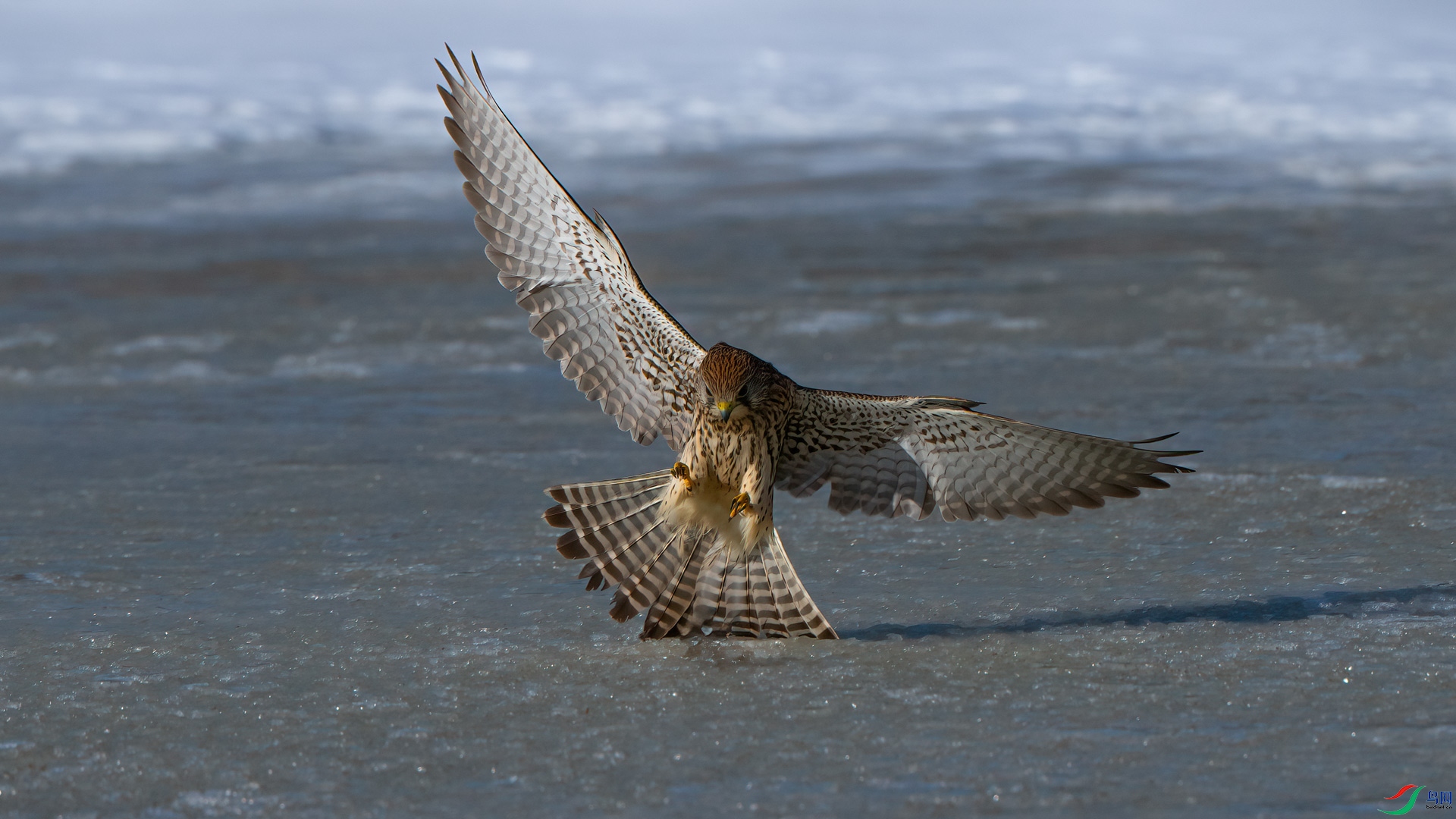 _DSC5454-1x7.jpg