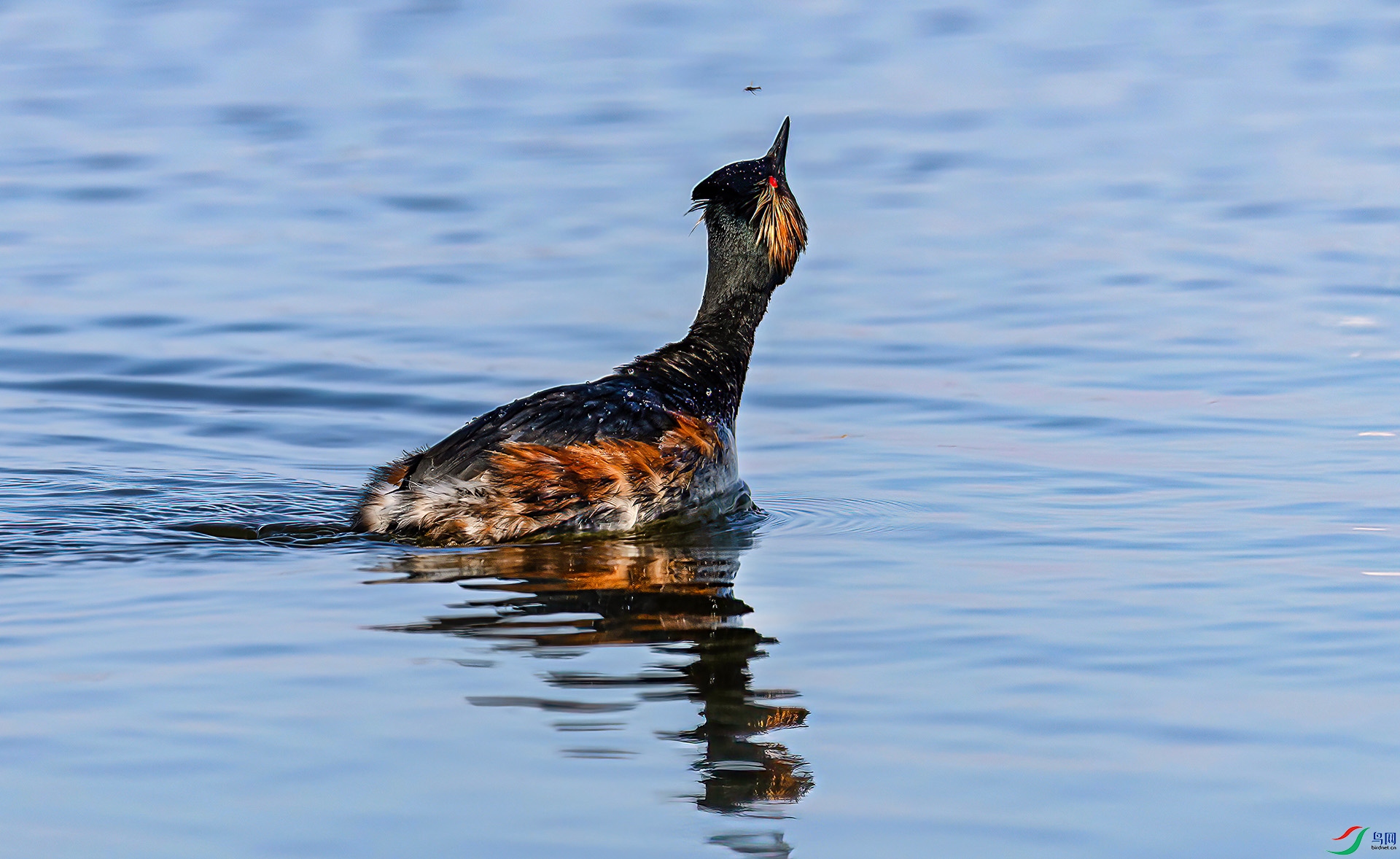 060A7089 ����-Sh---1 .jpg