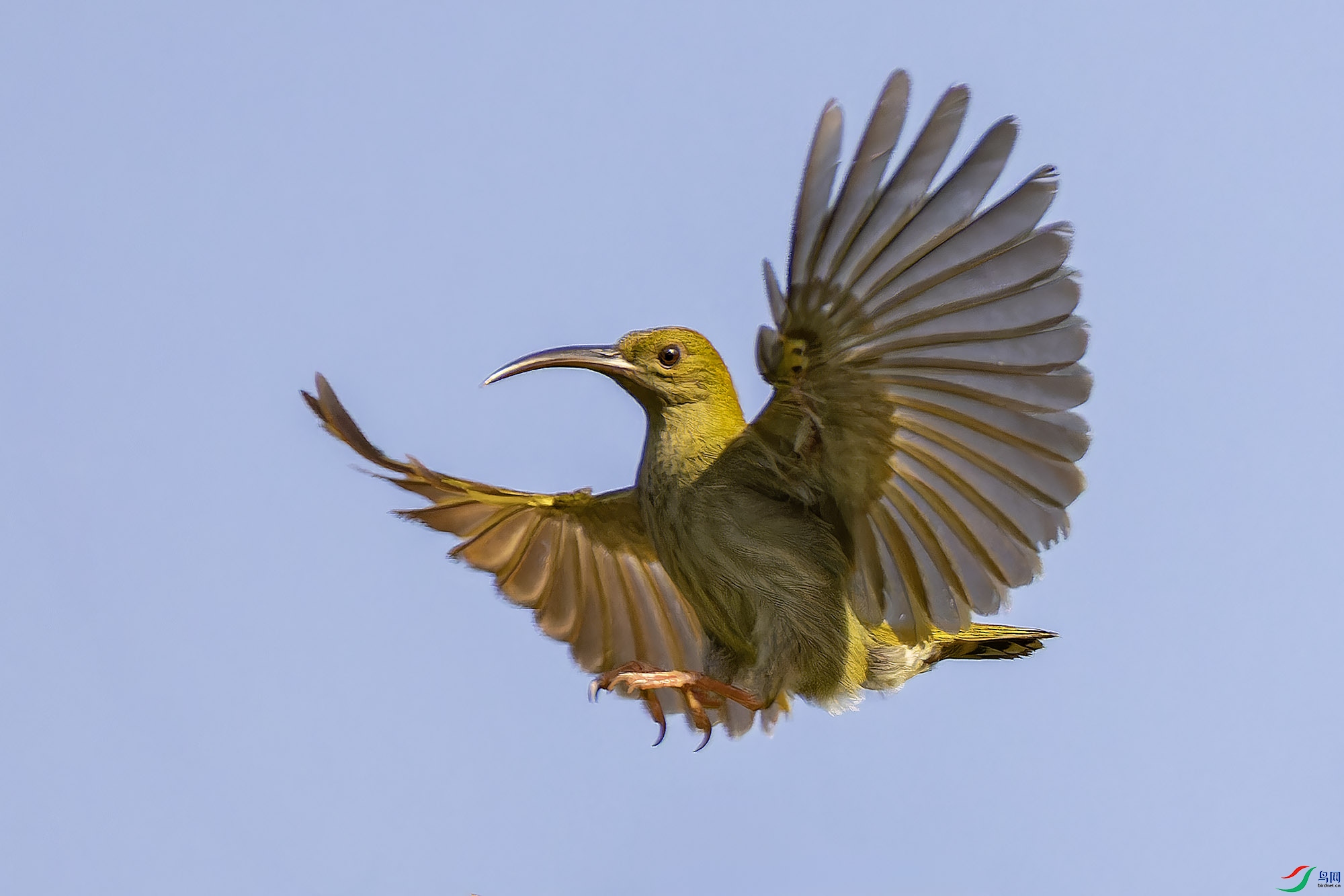 _97A9443-CR3 copy.jpg