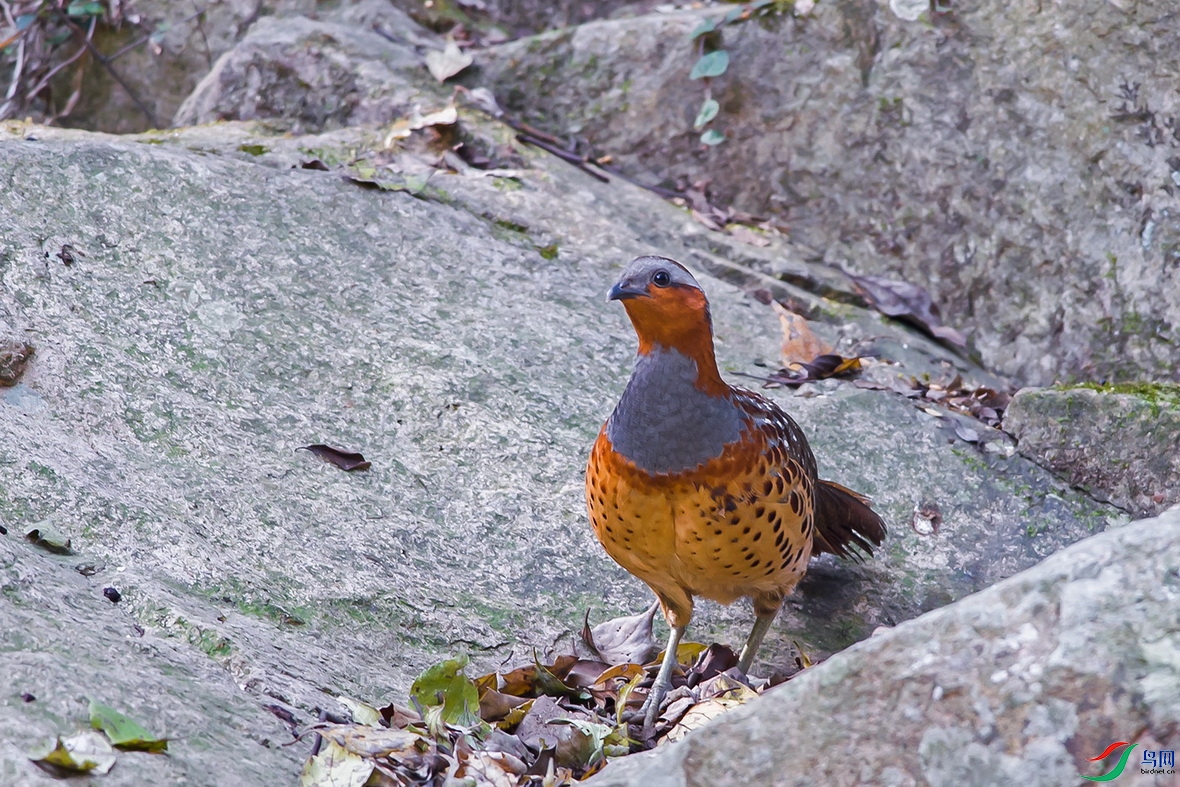 DSC_7916P1.jpg