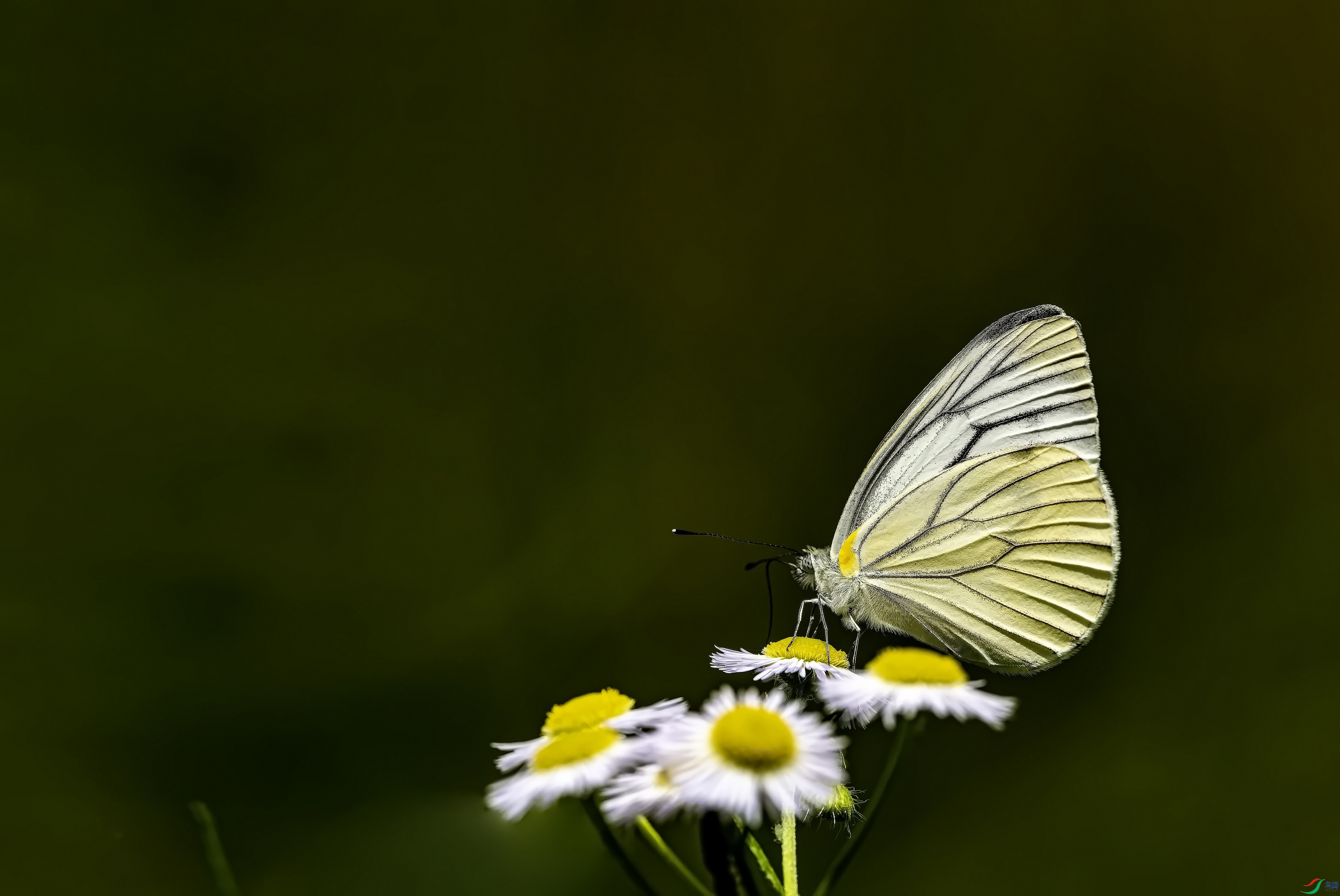 ���Ʒ۵� (64)-01.jpg