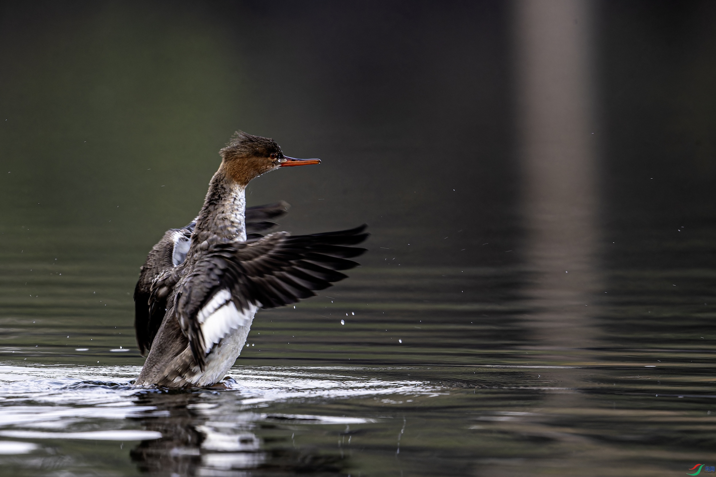 ������ɳѼ (2)-1.jpg