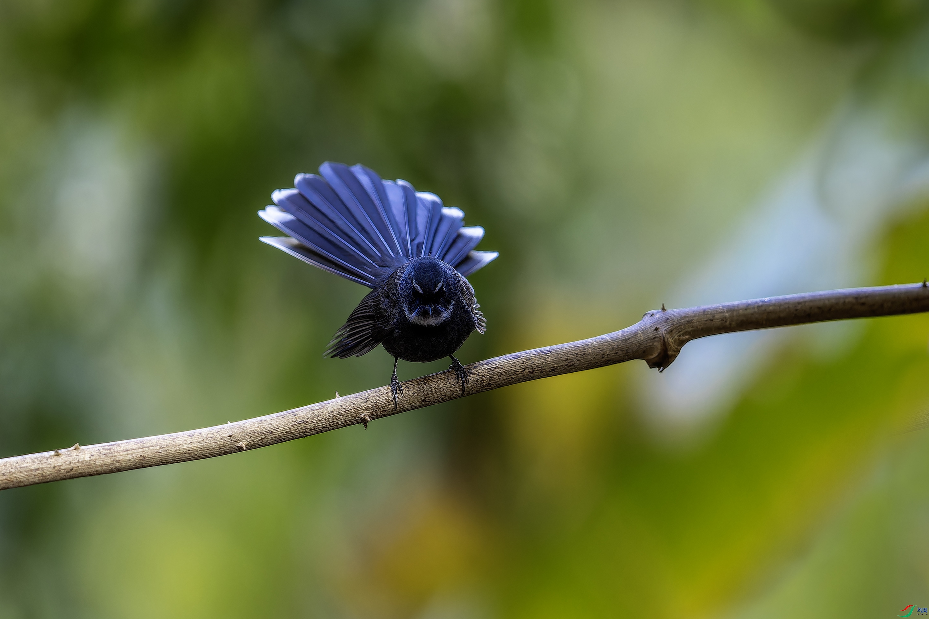 �׺���β�l (2)-1.jpg