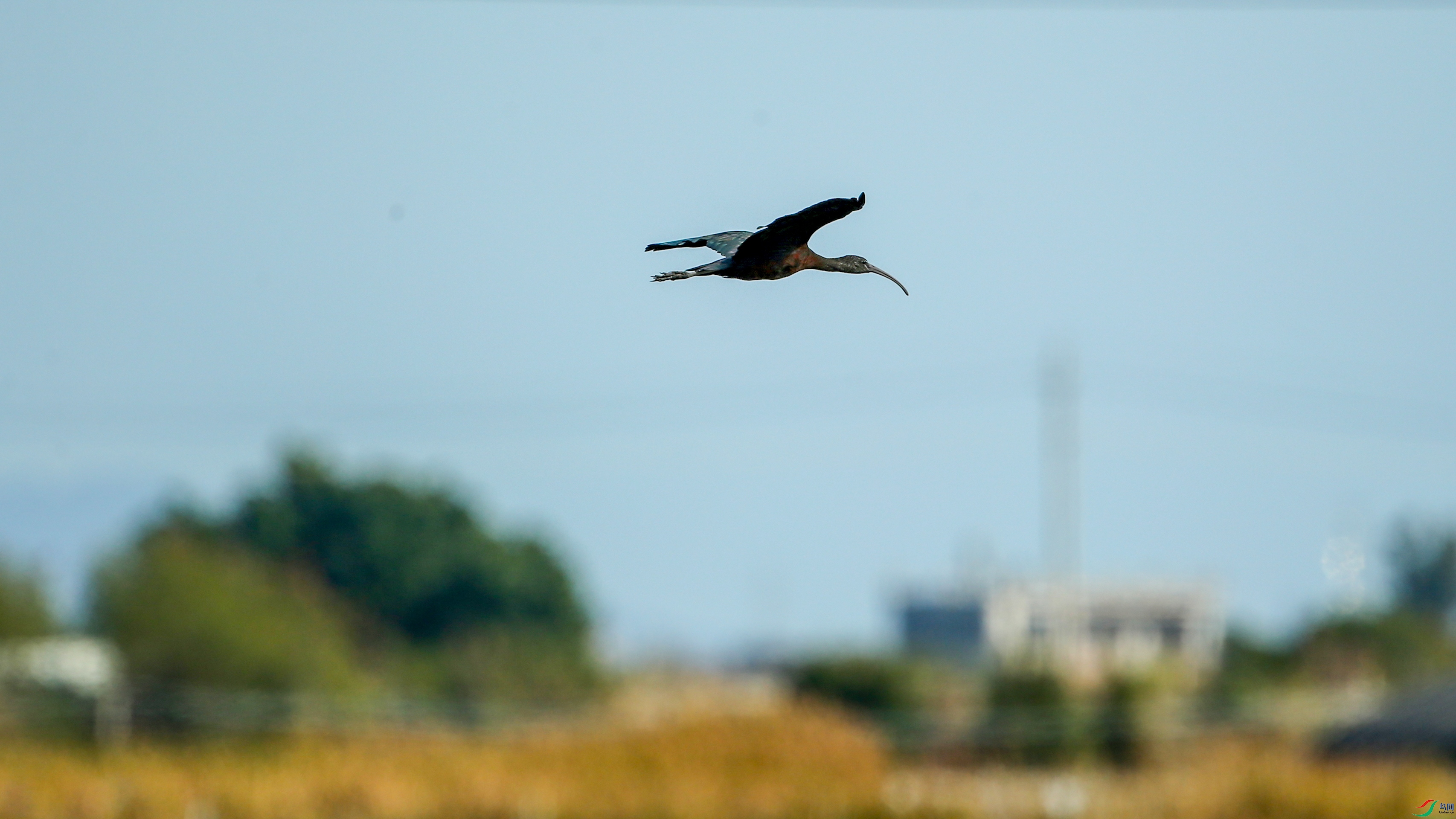 Picture 12439160.jpg