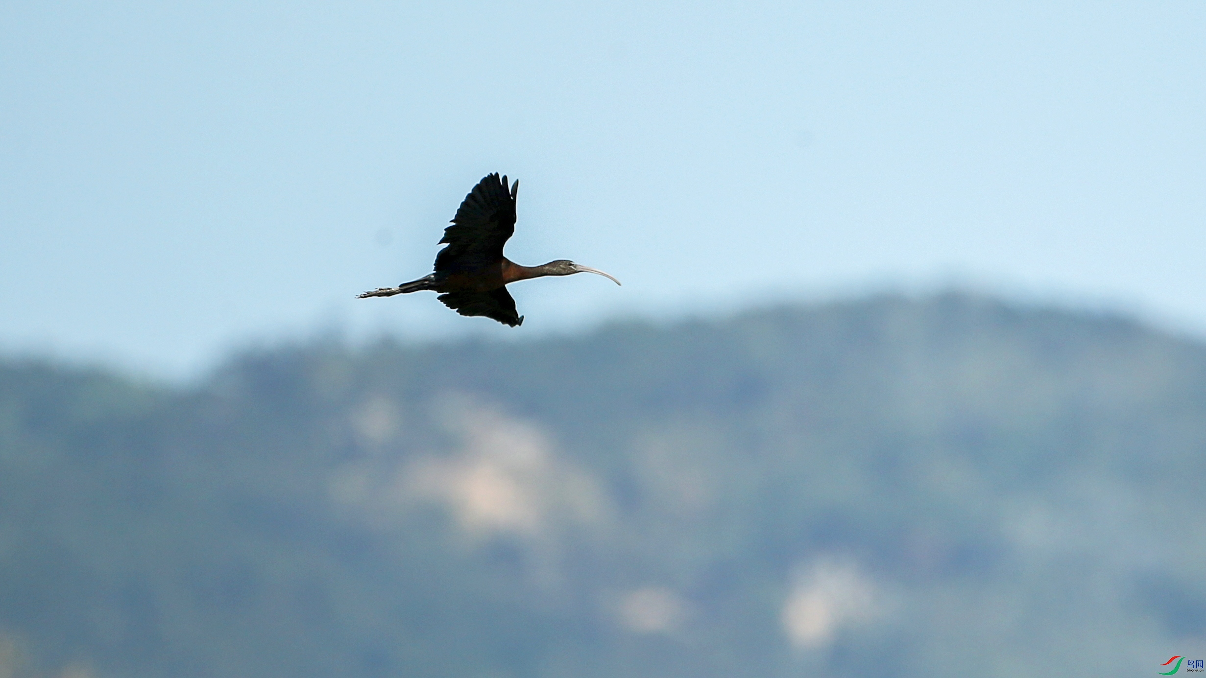 Picture 13863312.jpg