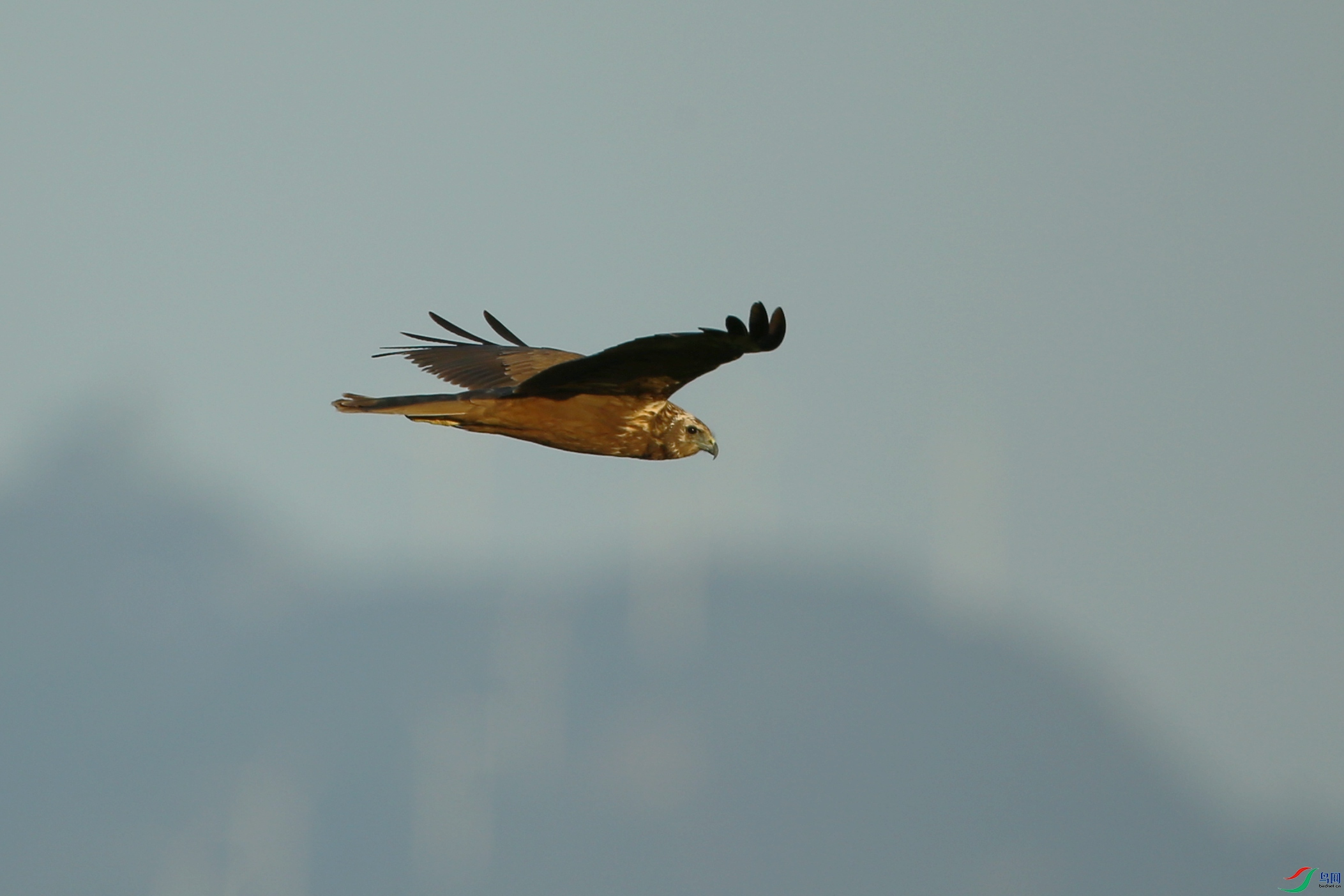 Picture 11469392.jpg