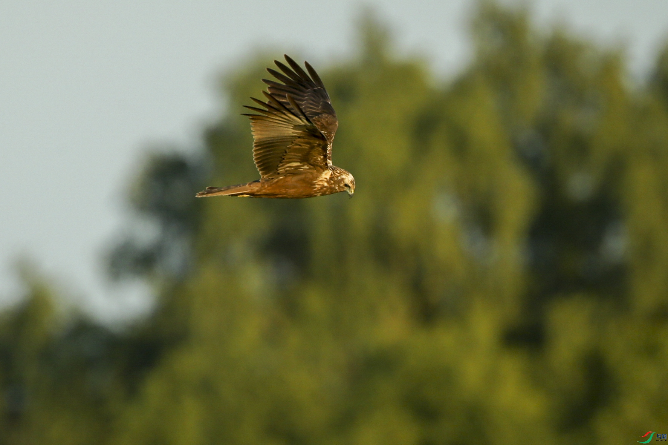 Picture 13104264.jpg