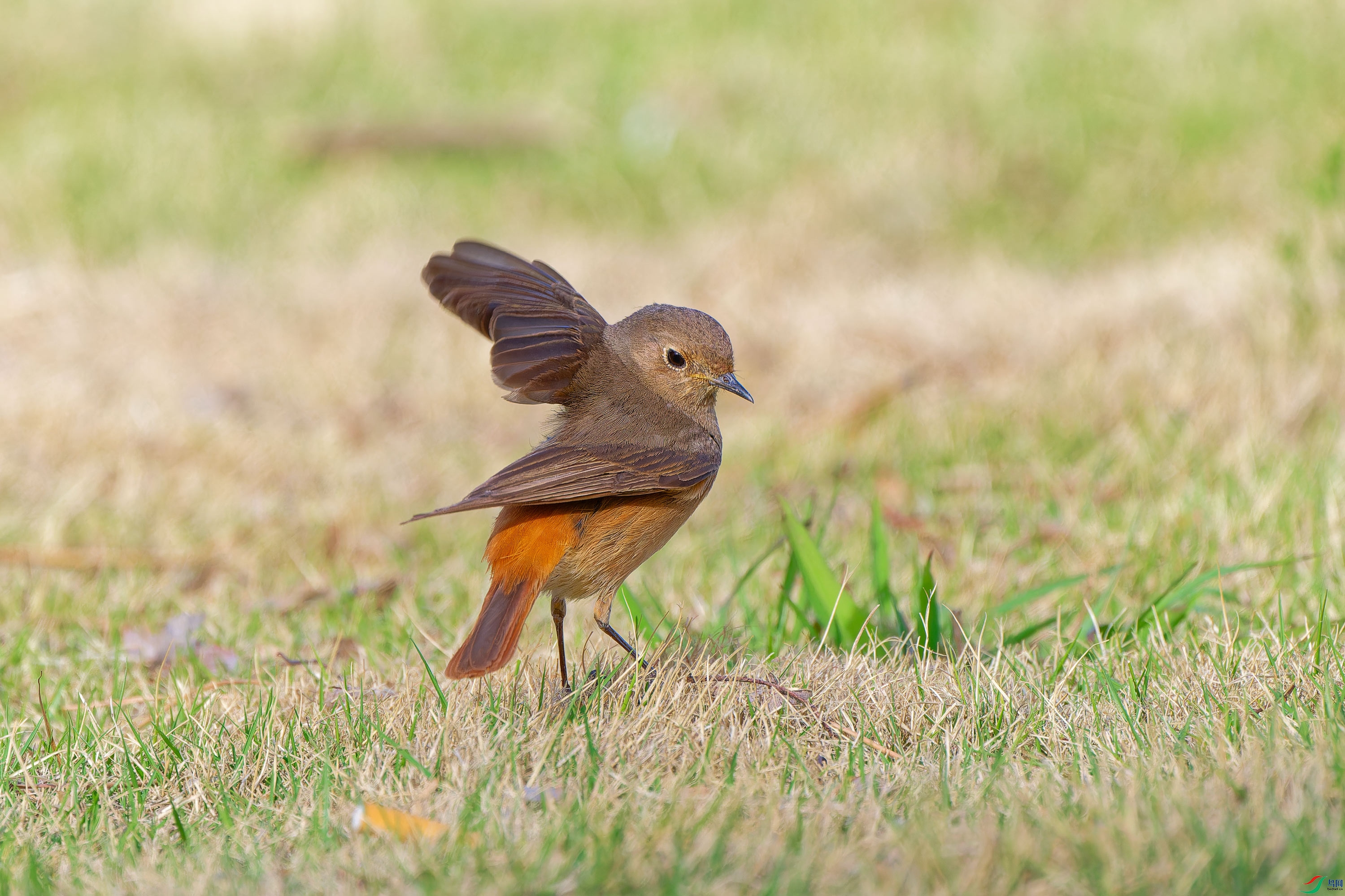 DSC_3097.jpg