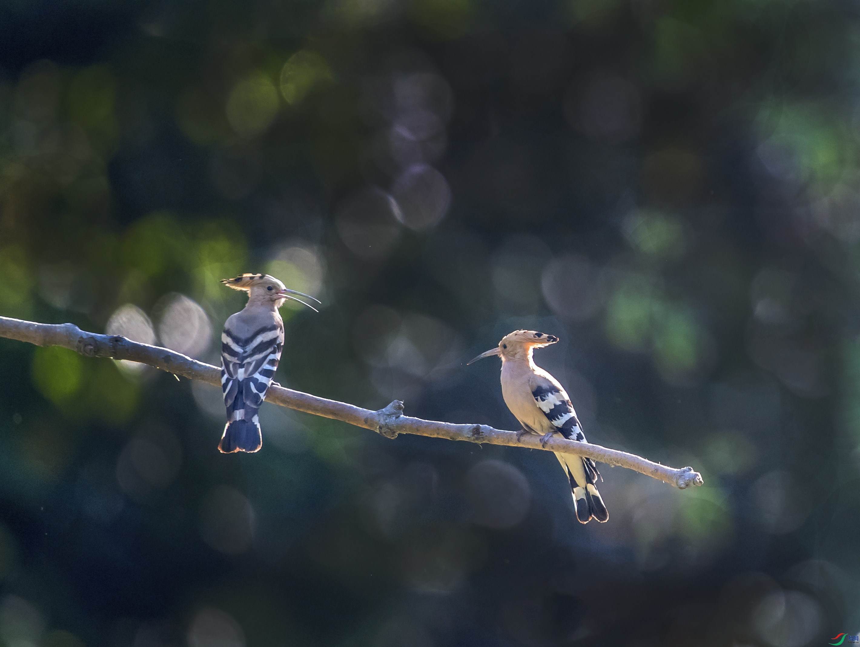 DSC_3321.jpg