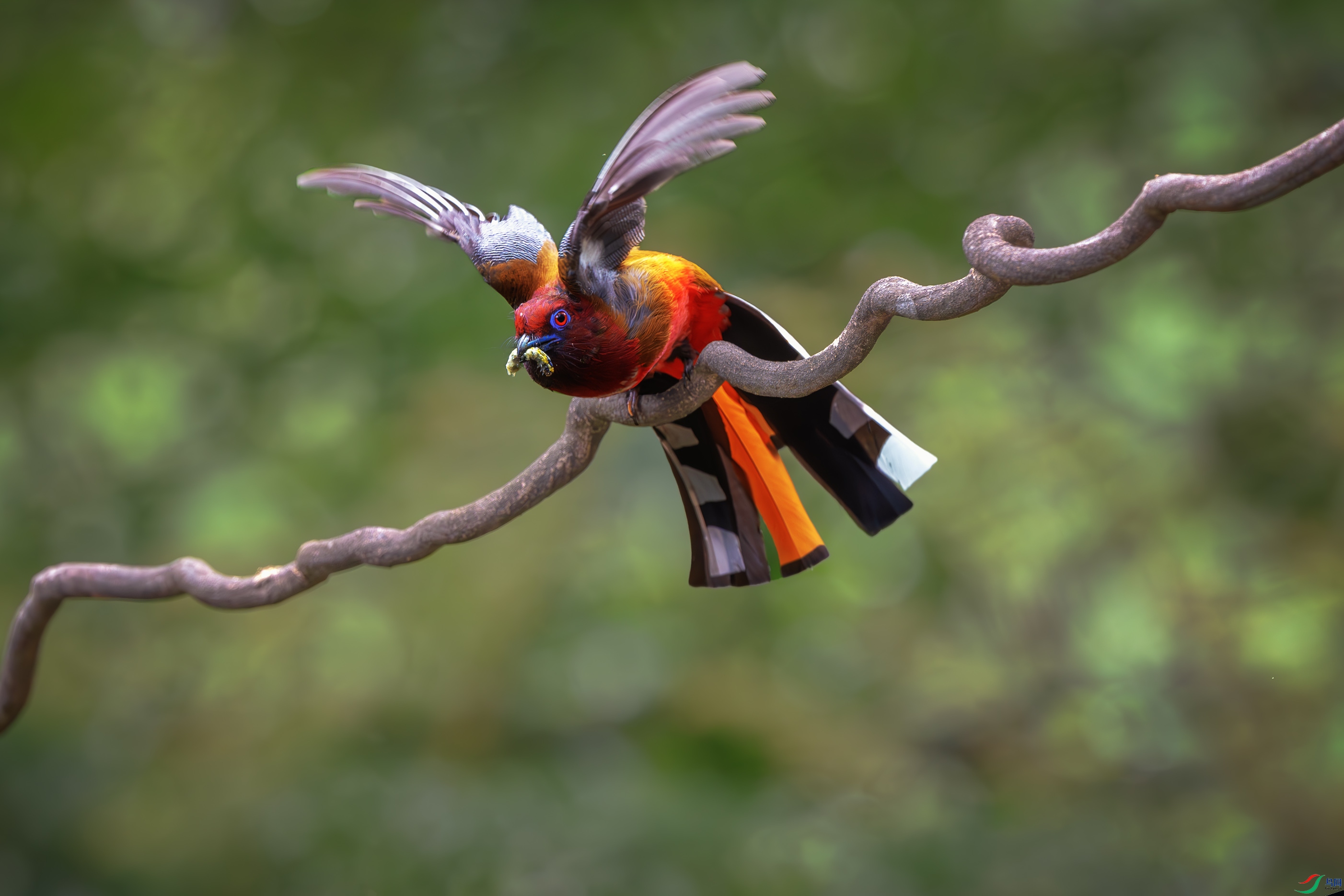 _DSC3942-����ǿ-NR ����1.jpg