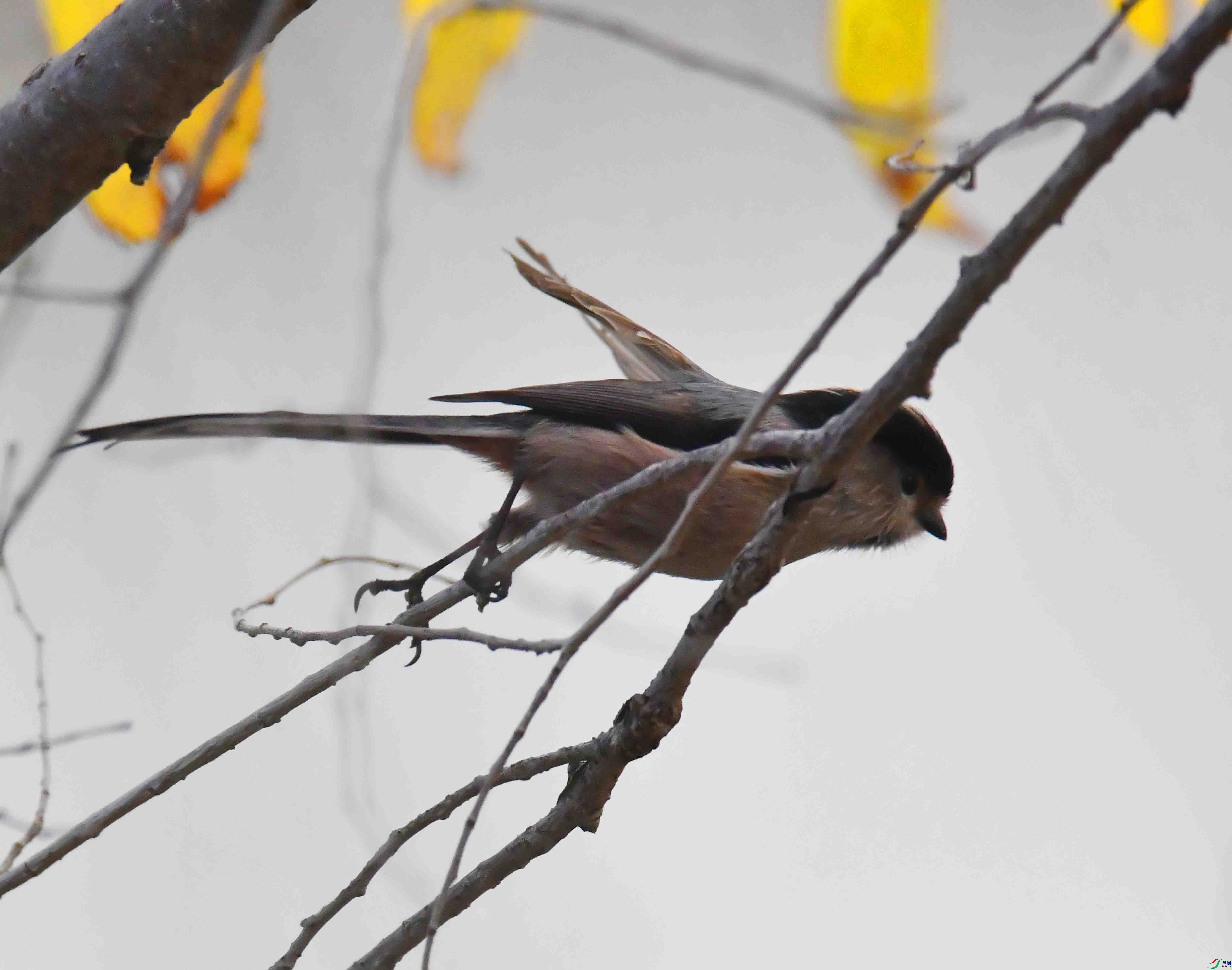 DSC_4625.JPG