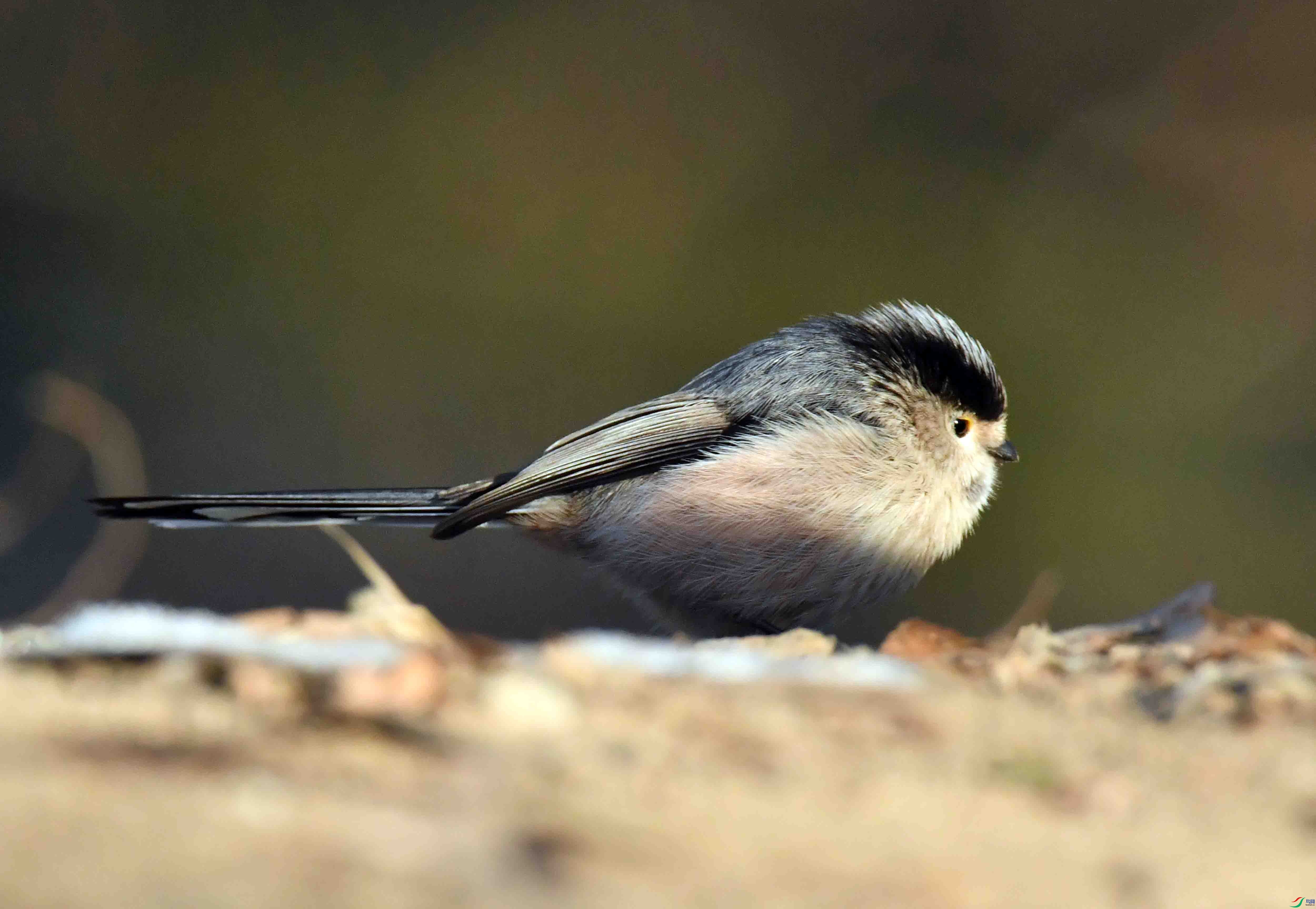 DSC_5667.JPG