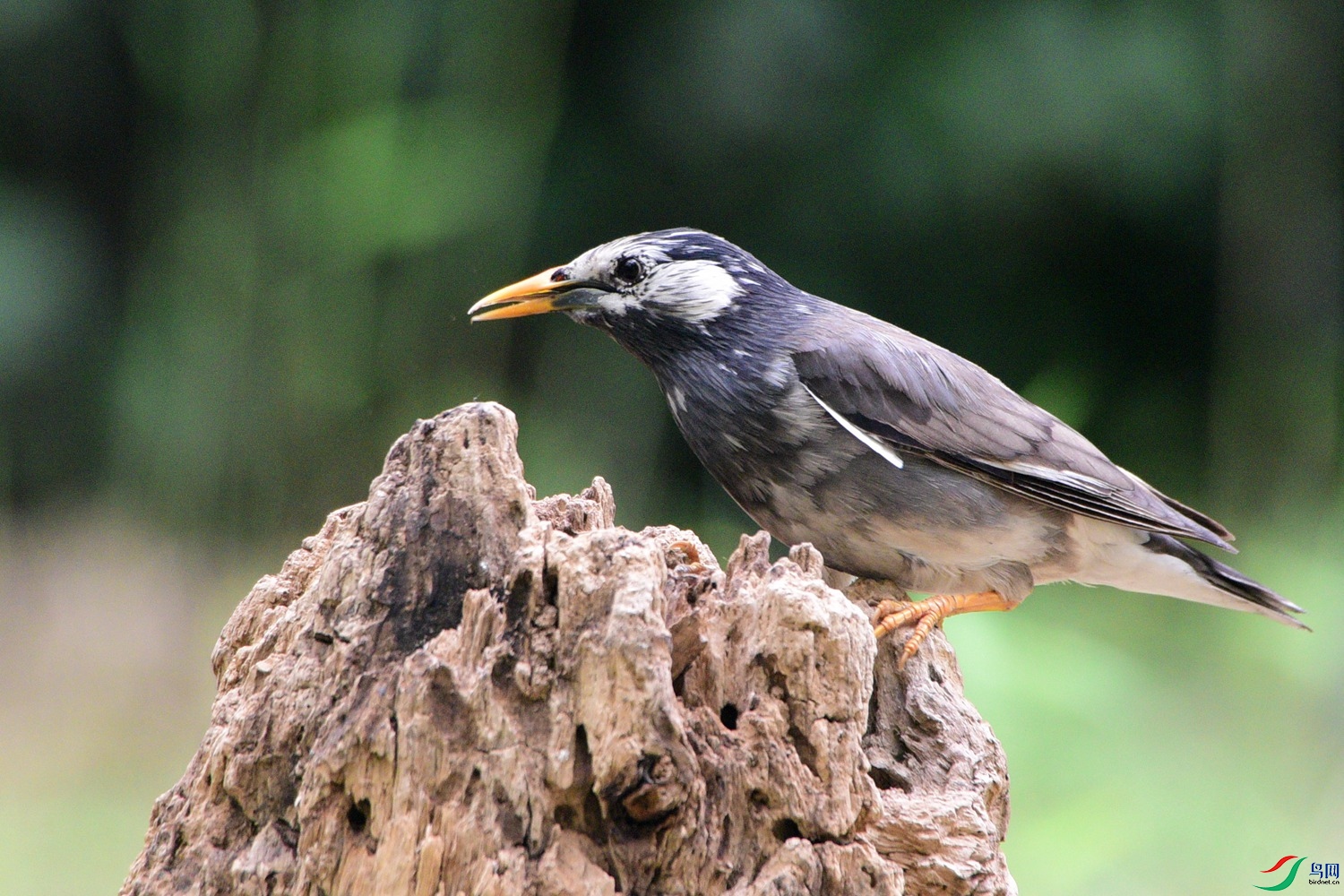 DSC_0603.JPG