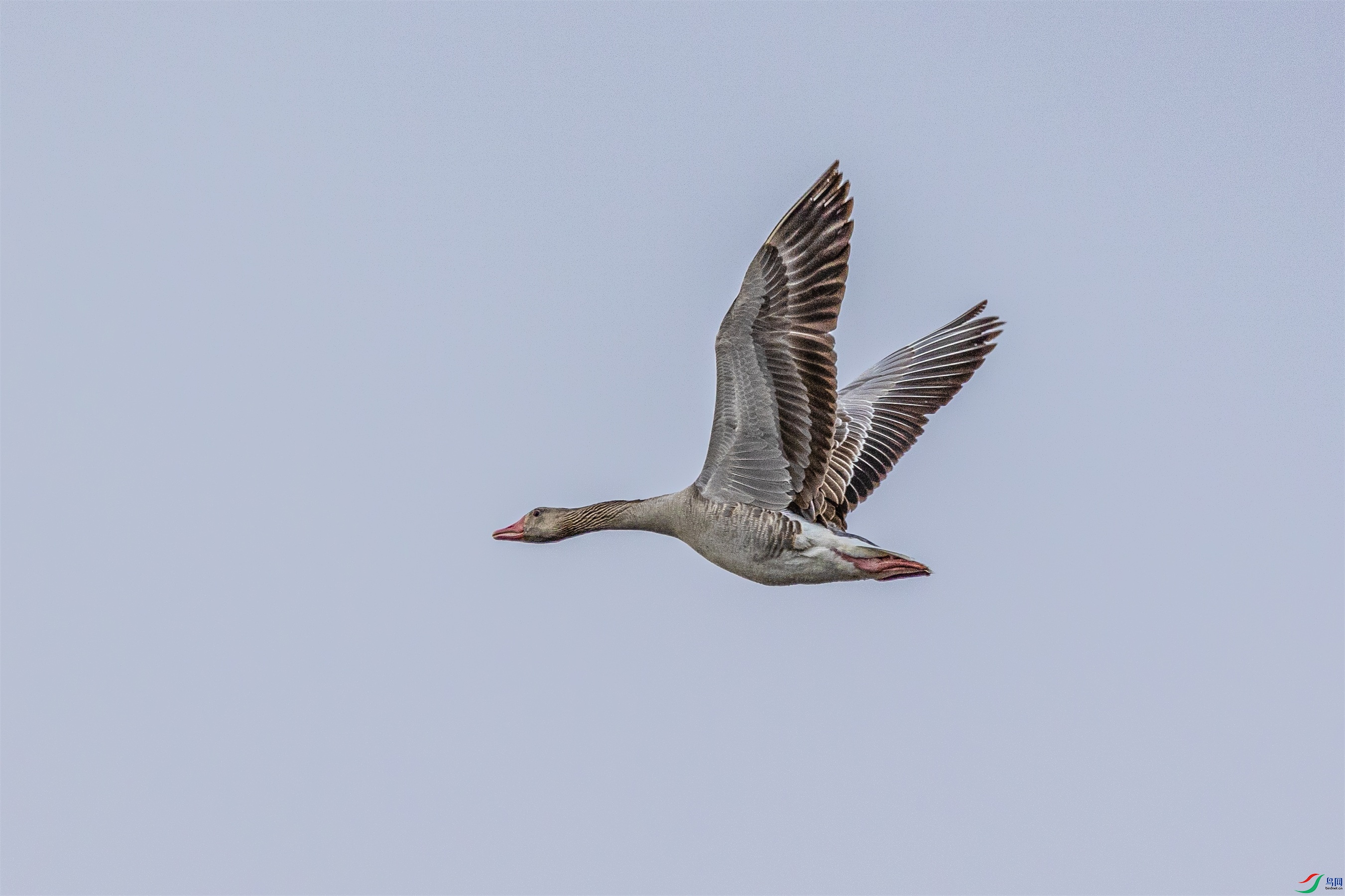 1K3A0096 ����1.jpg