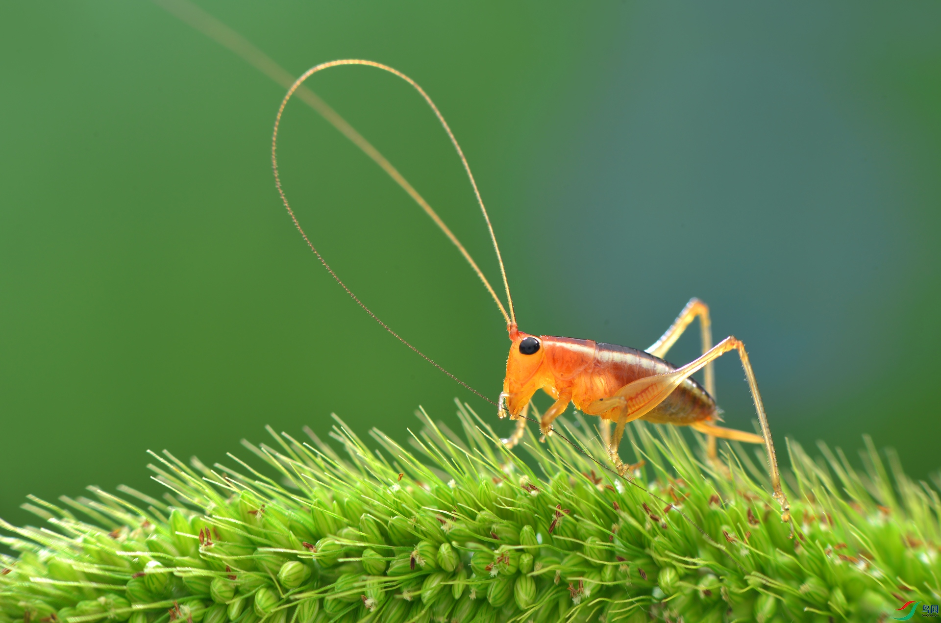 DSC_2545 ����.jpg