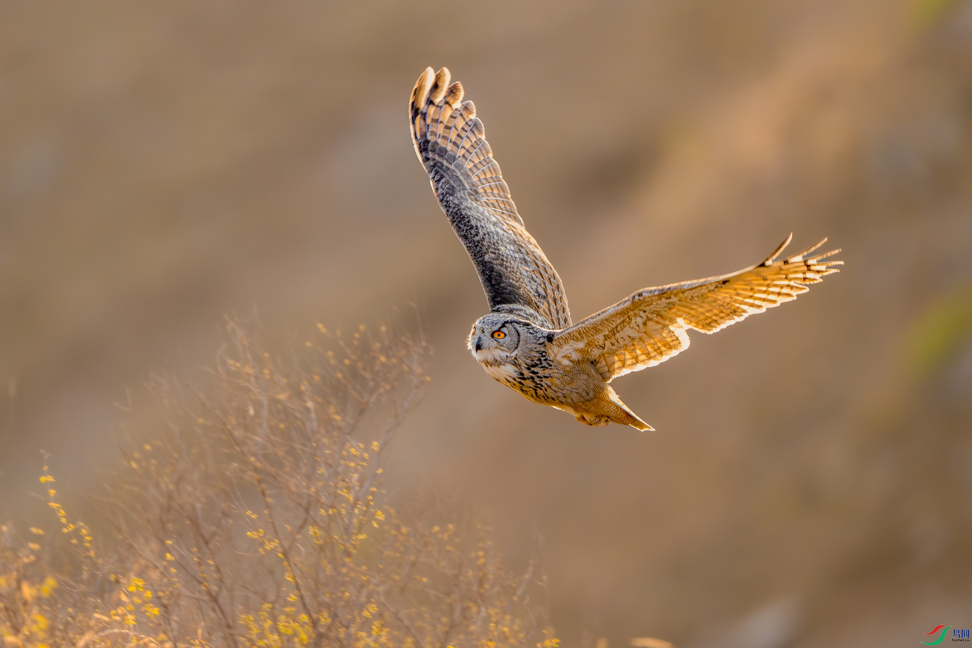 _DSC6746-����ǿ-NR ����1_1.jpg