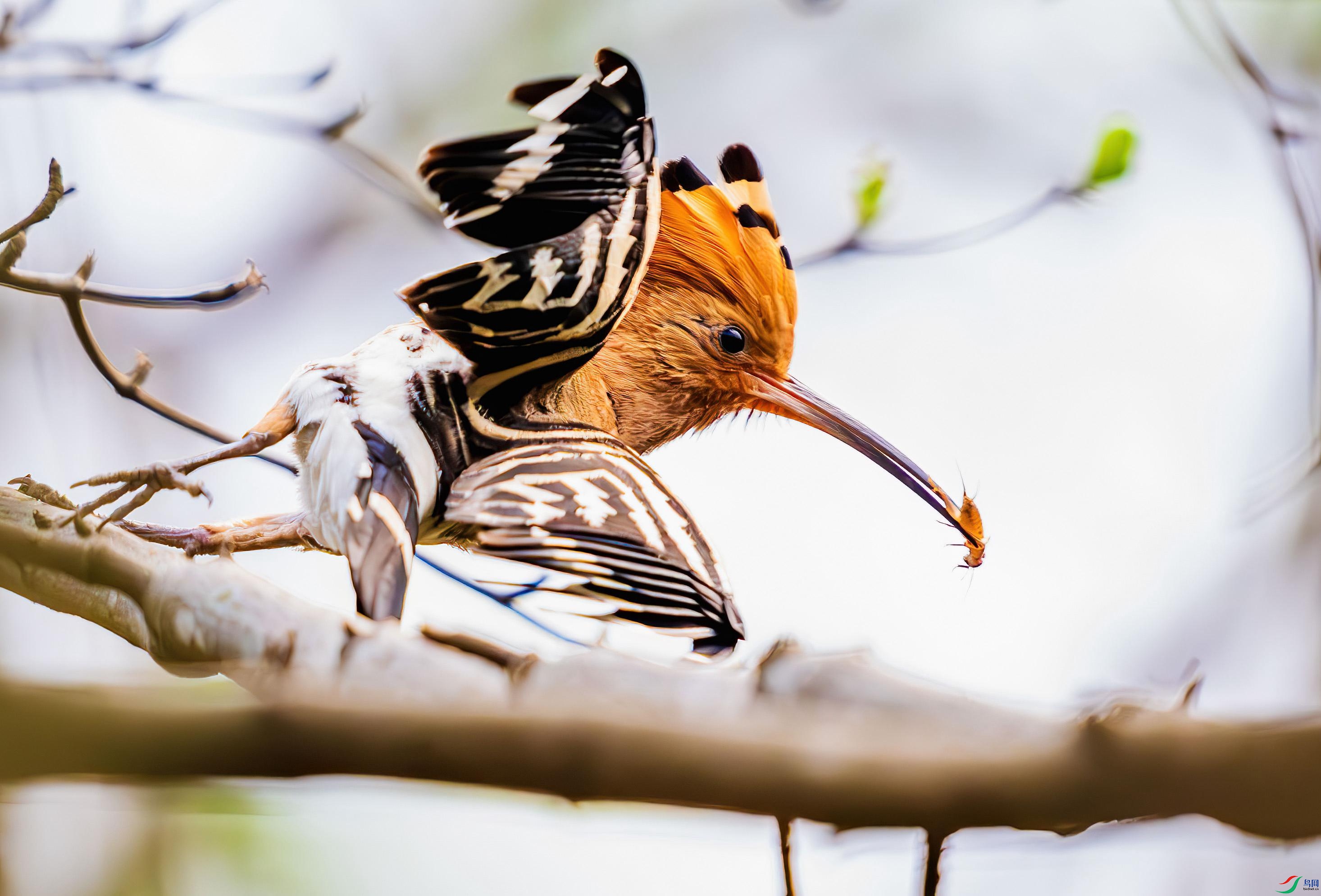 _DSC9450-����ǿ-NR_3 ����.jpg