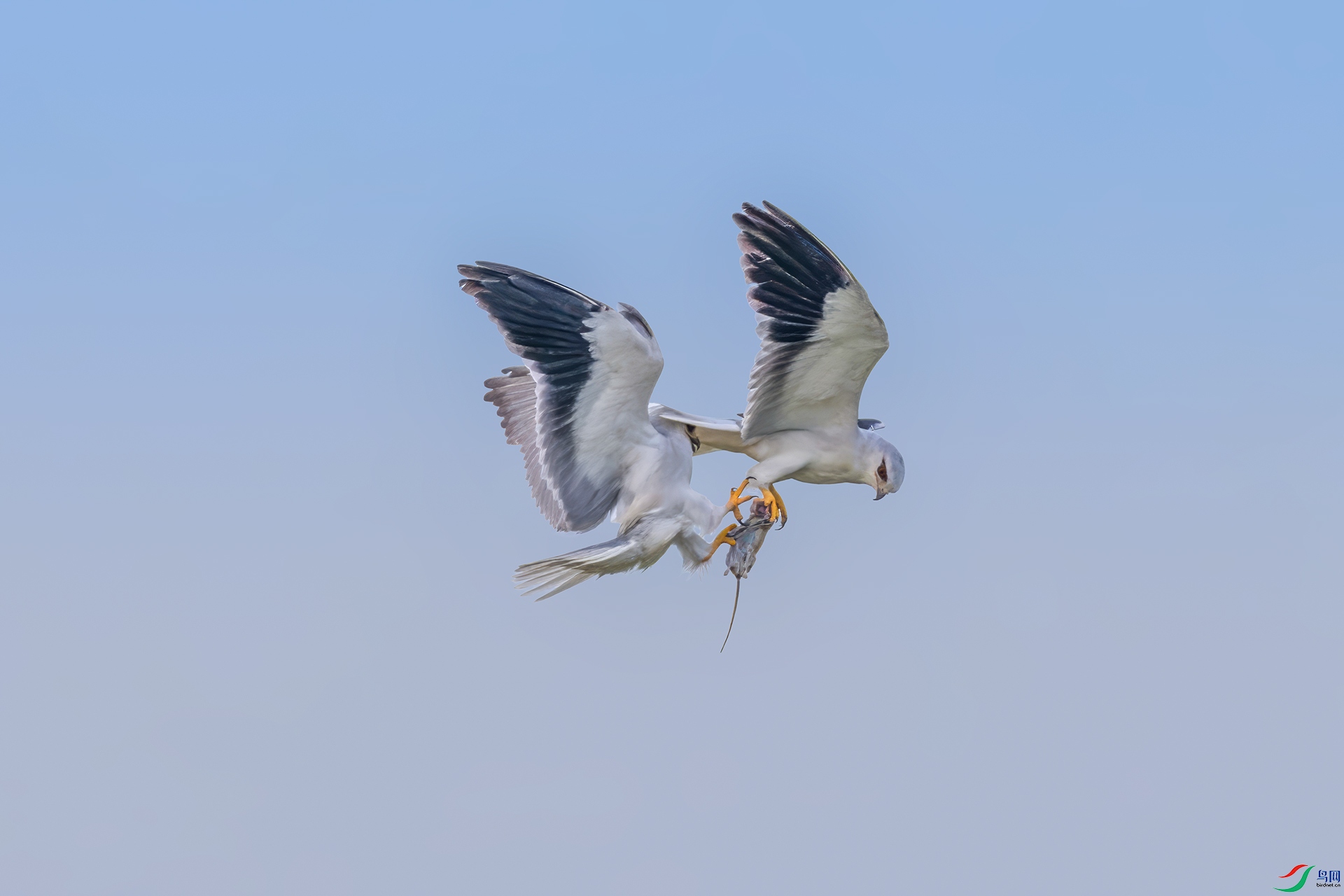 0M0A7387-2.jpg