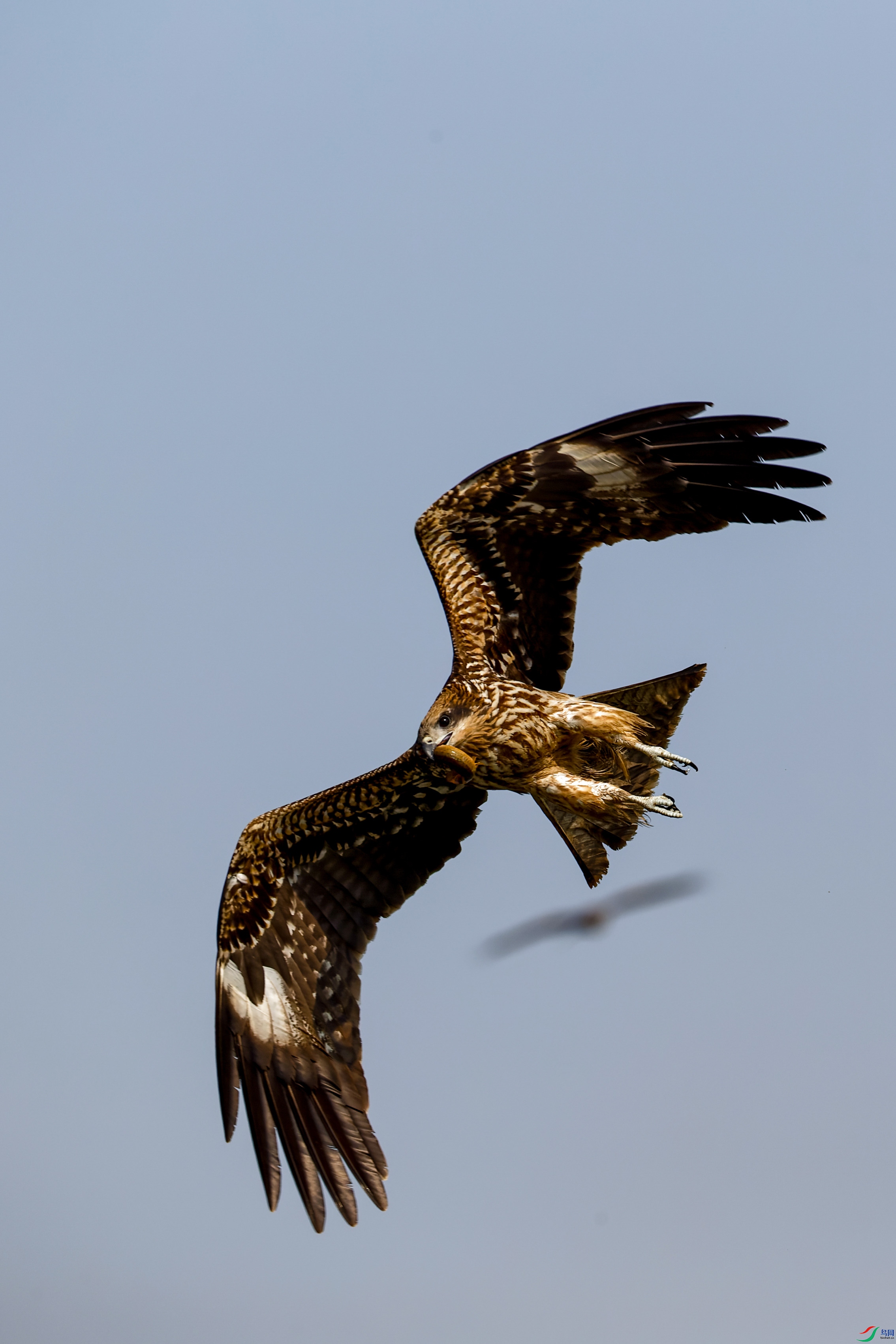 IMG_9884-CR2_DxO_DeepPRIME-1.jpg