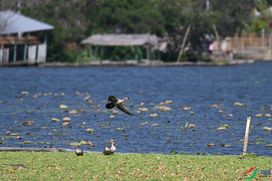DSC_2437.JPG