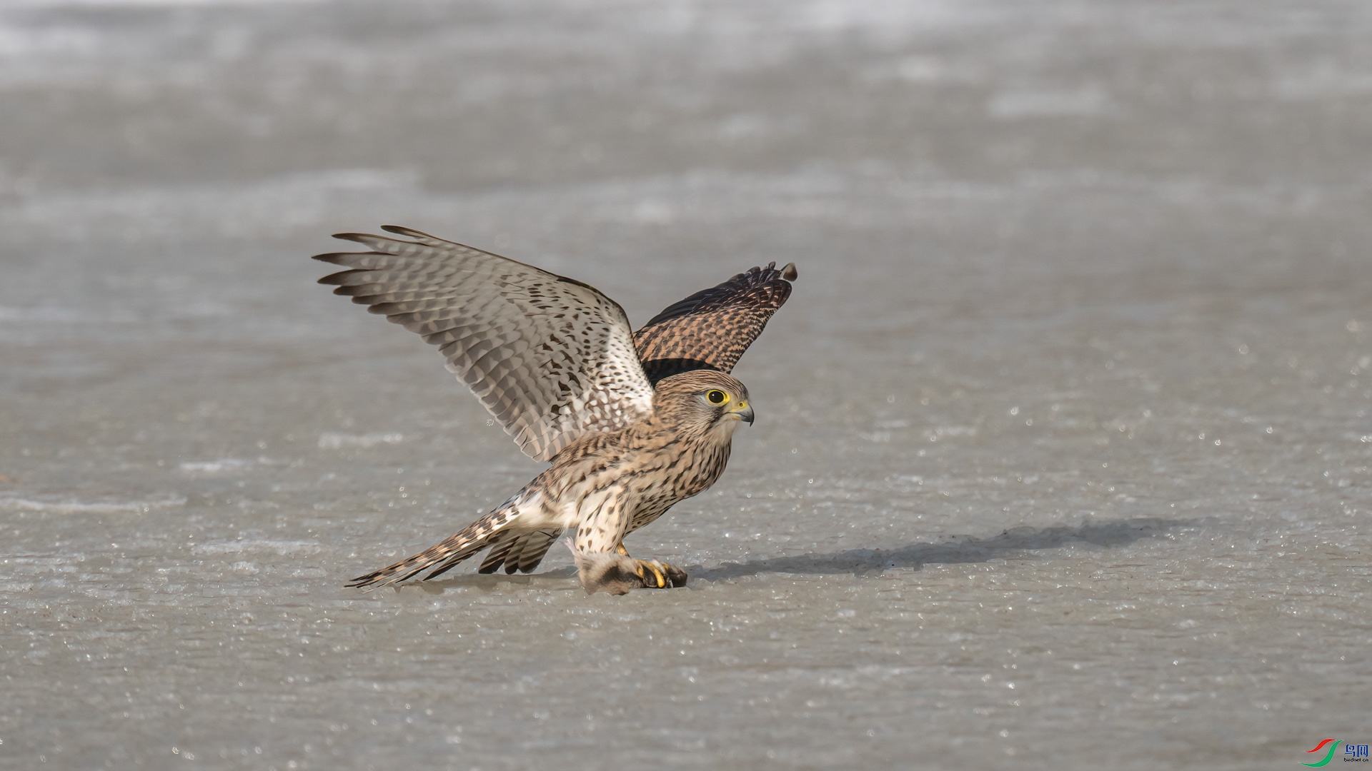 _DSC5802-1x6.jpg
