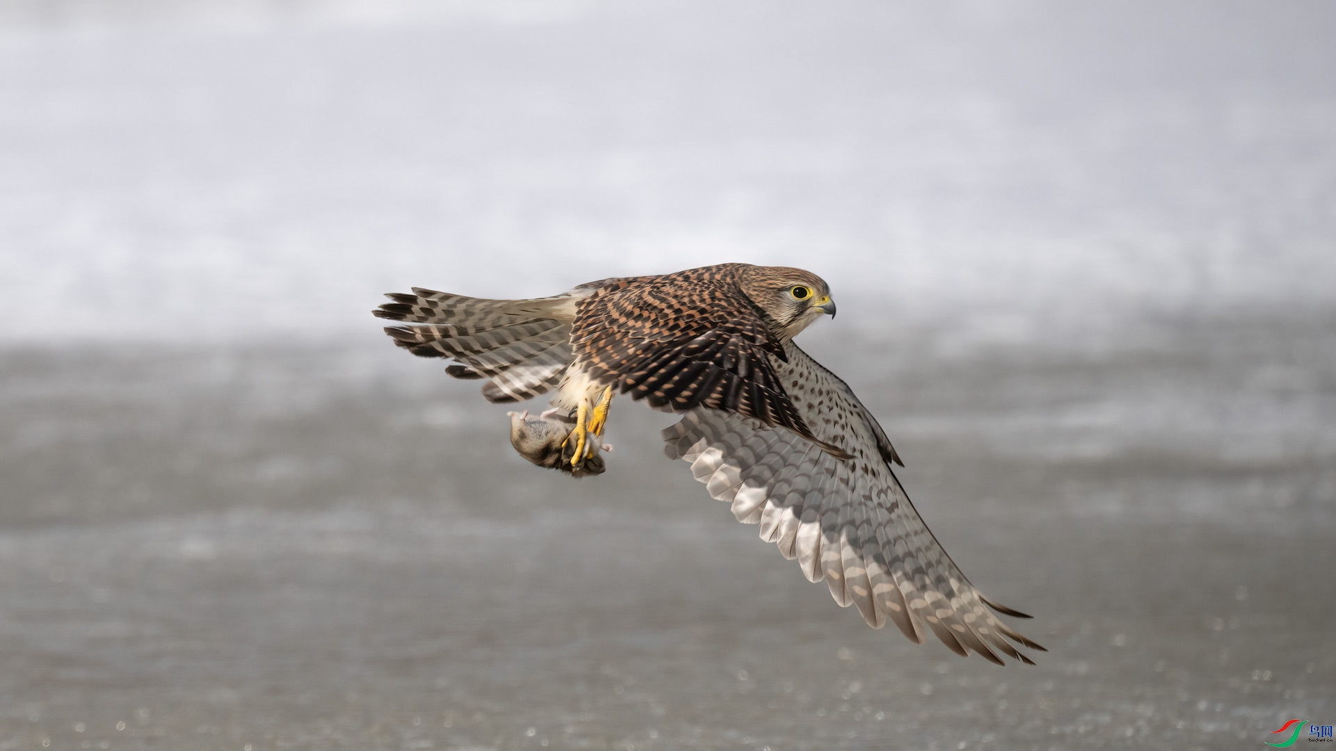 _DSC5804-1x8.jpg
