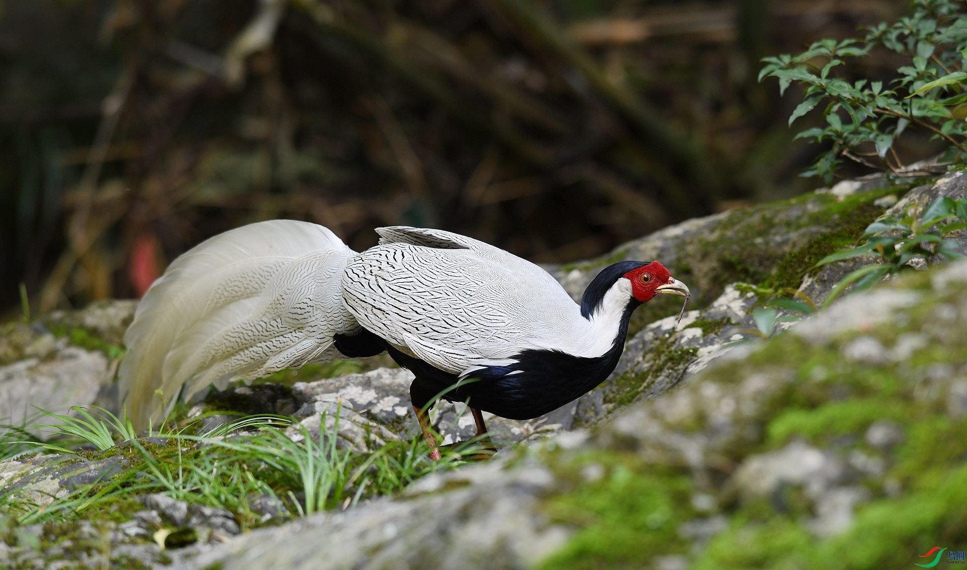 DSC_7543.jpg