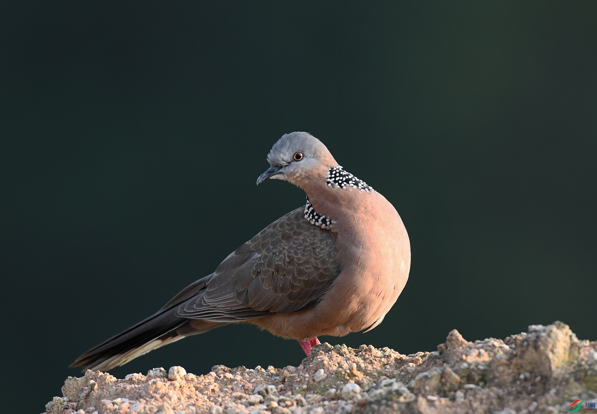 DSC_9031.jpg