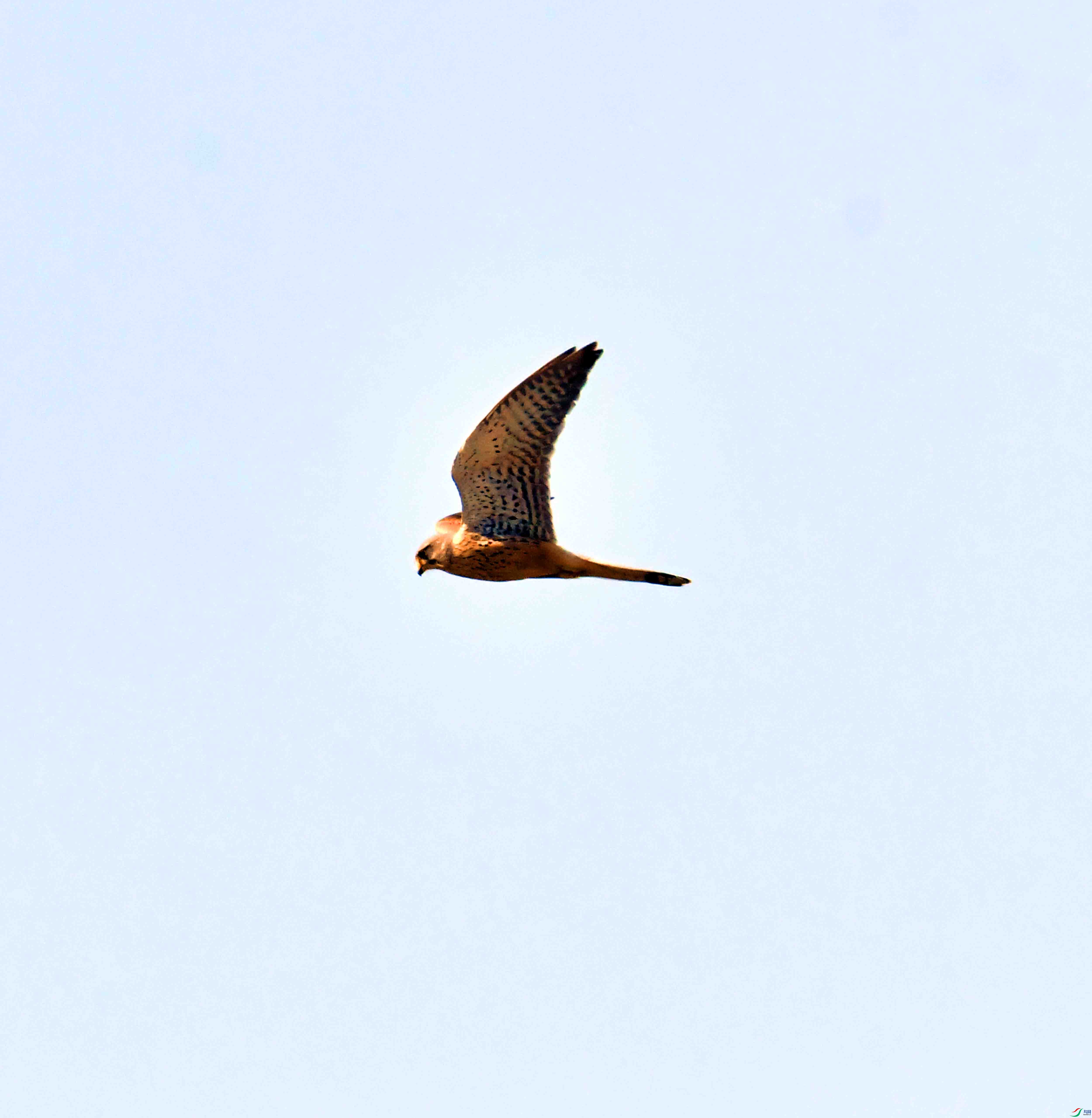 DSC_0707.JPG