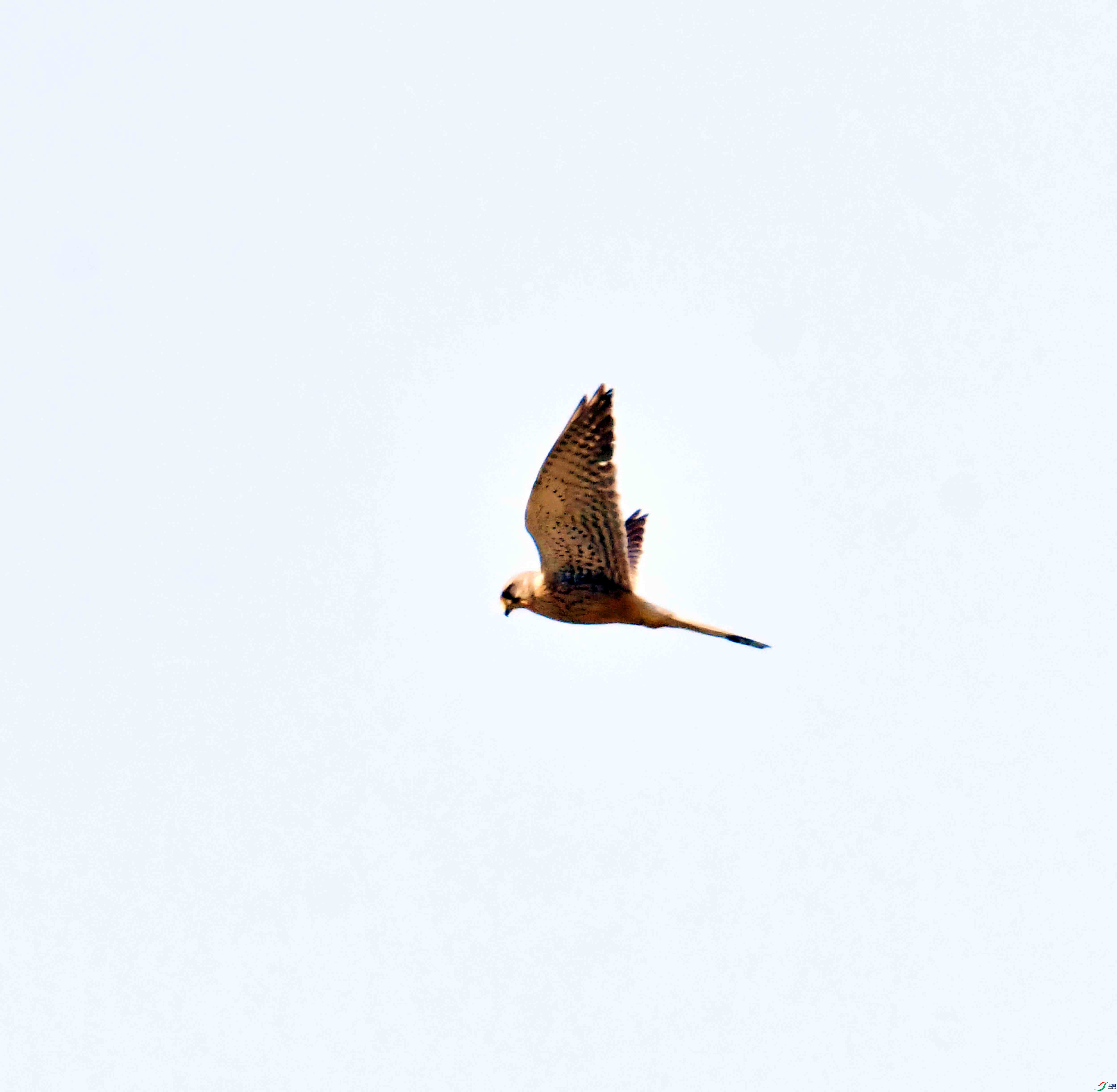DSC_0709.JPG