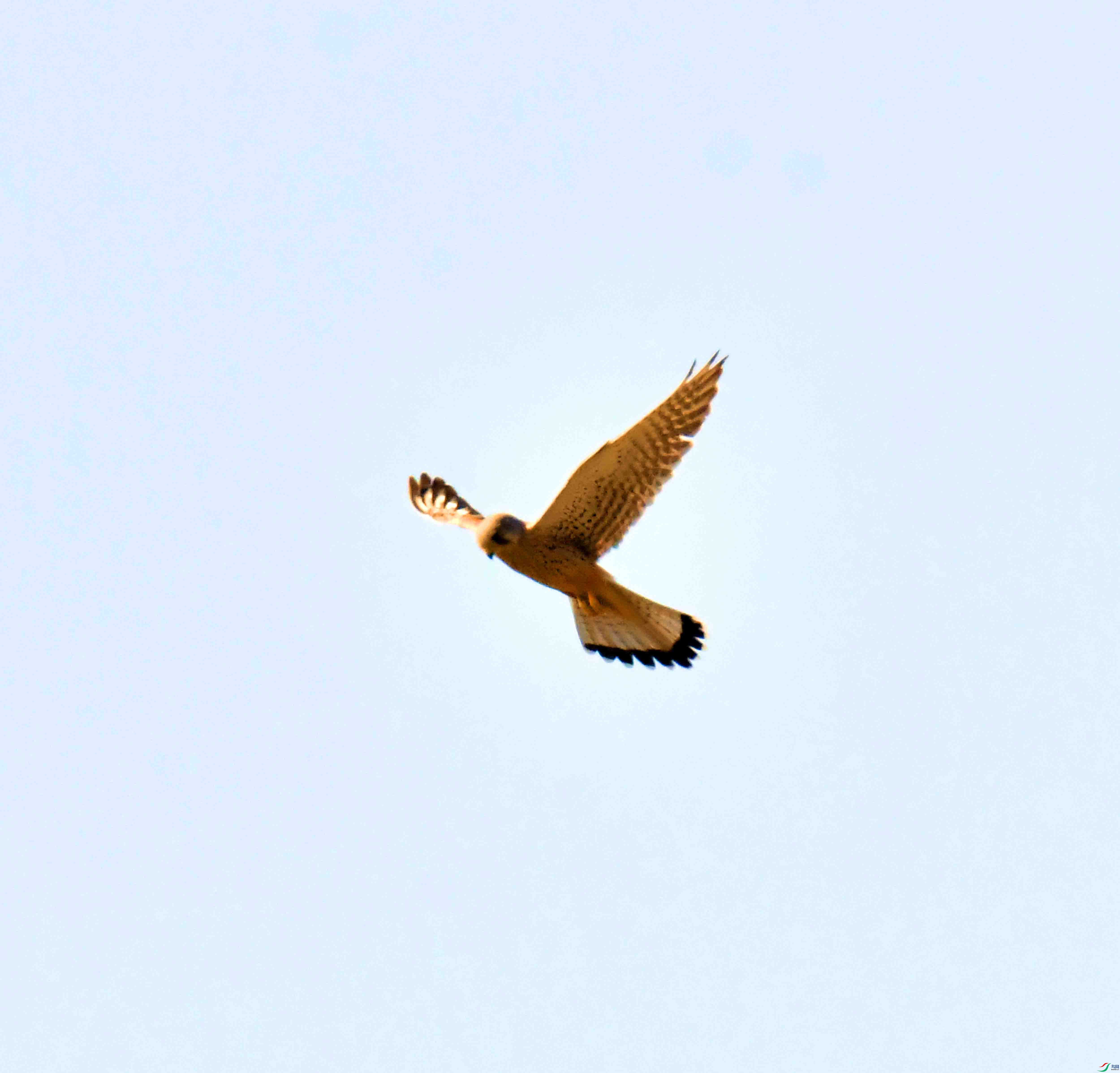 DSC_0725.JPG