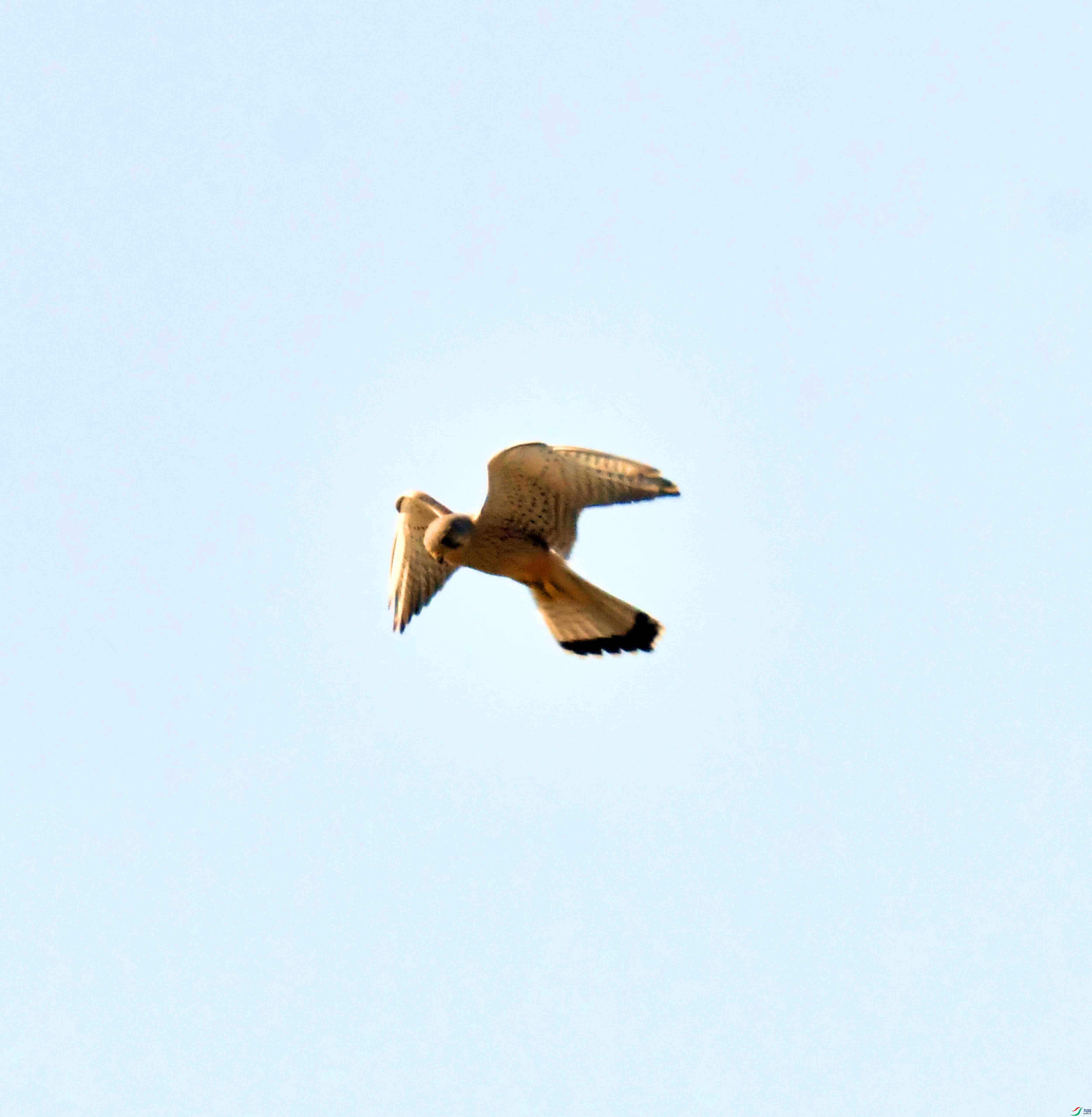 DSC_0723.JPG
