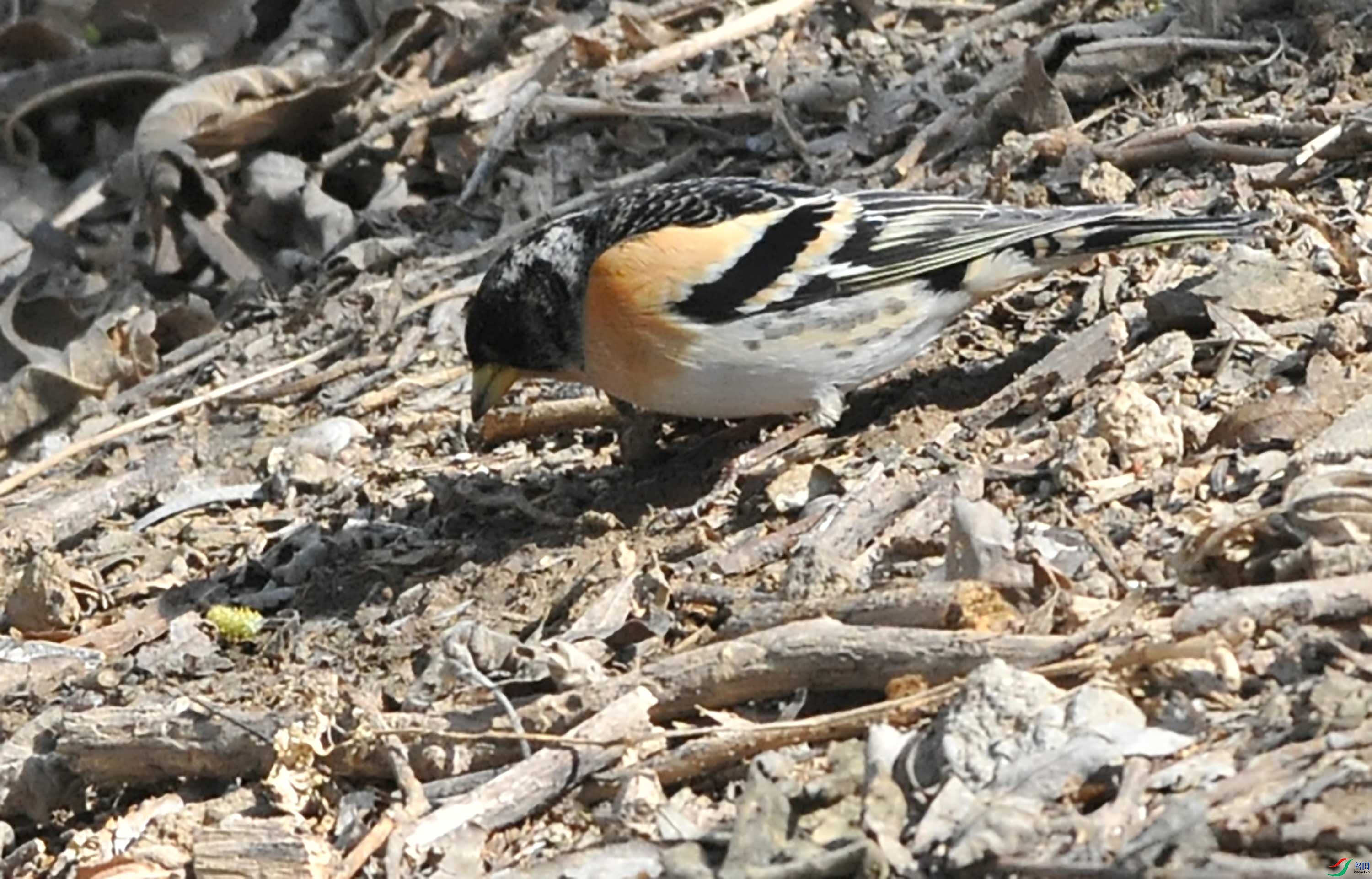 DSC_6722.JPG