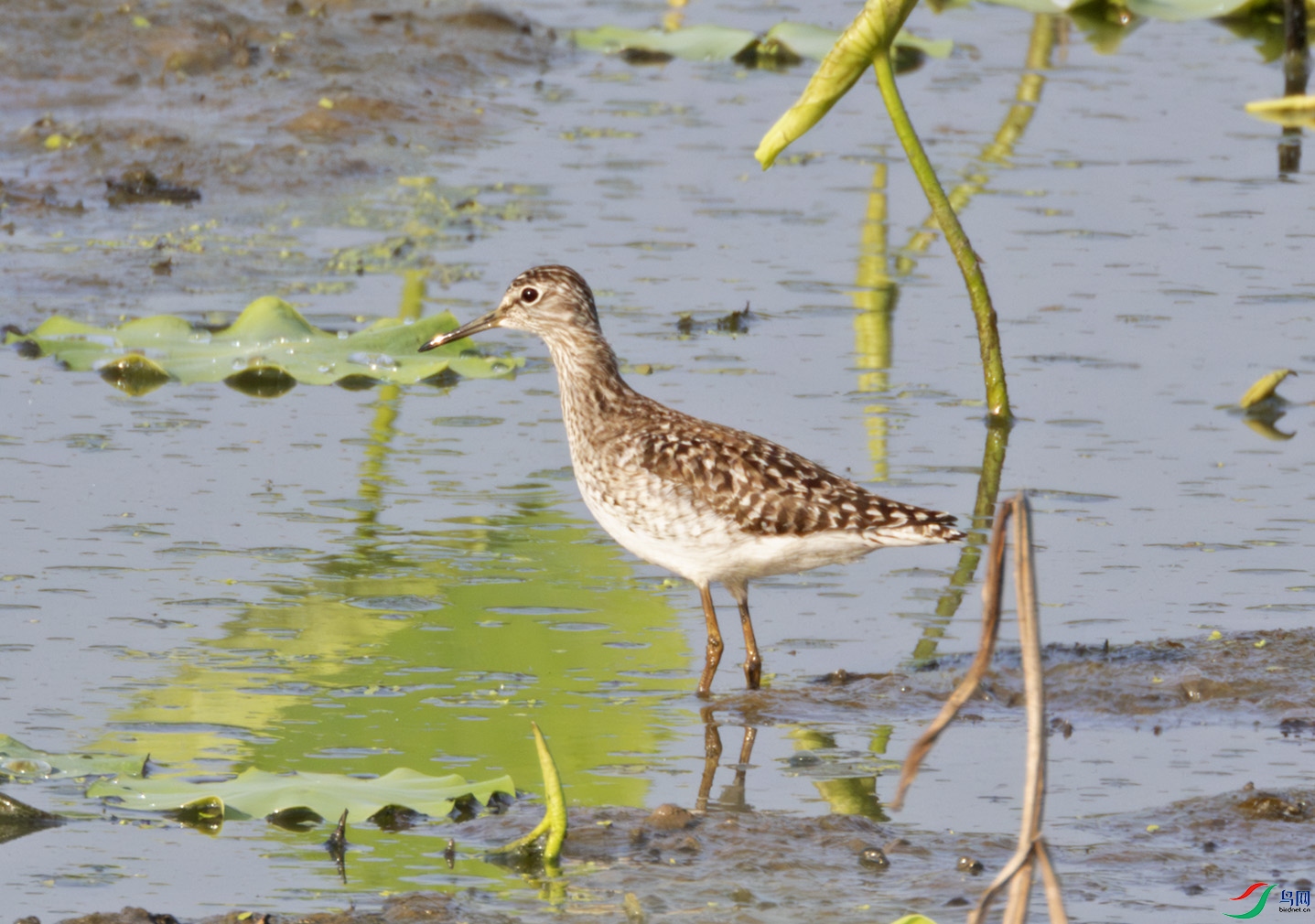 2I1A2694-����ǿ-NR ����.jpg