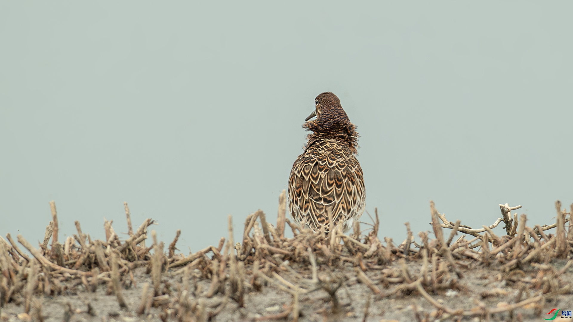 DSC_1556-����ǿ-NR.jpg