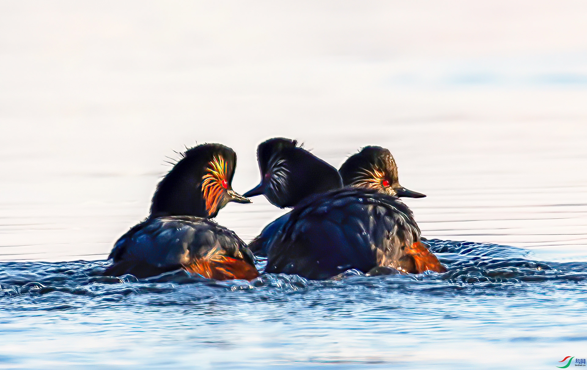 060A0478 ����-Sh--1 .jpg