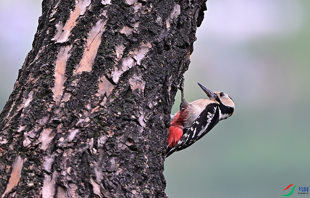 DSC_8886.JPG