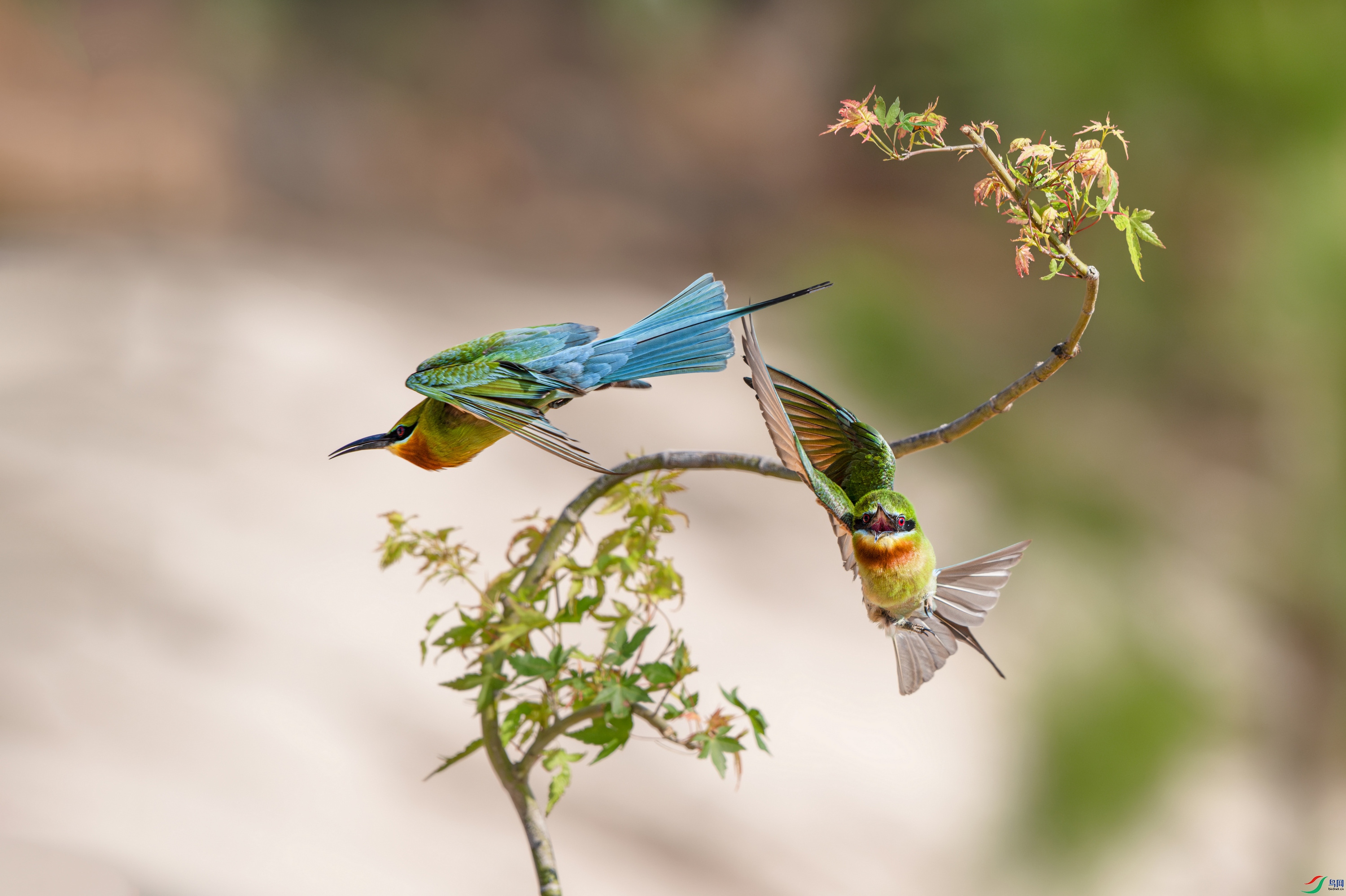 DSC_4026.jpg