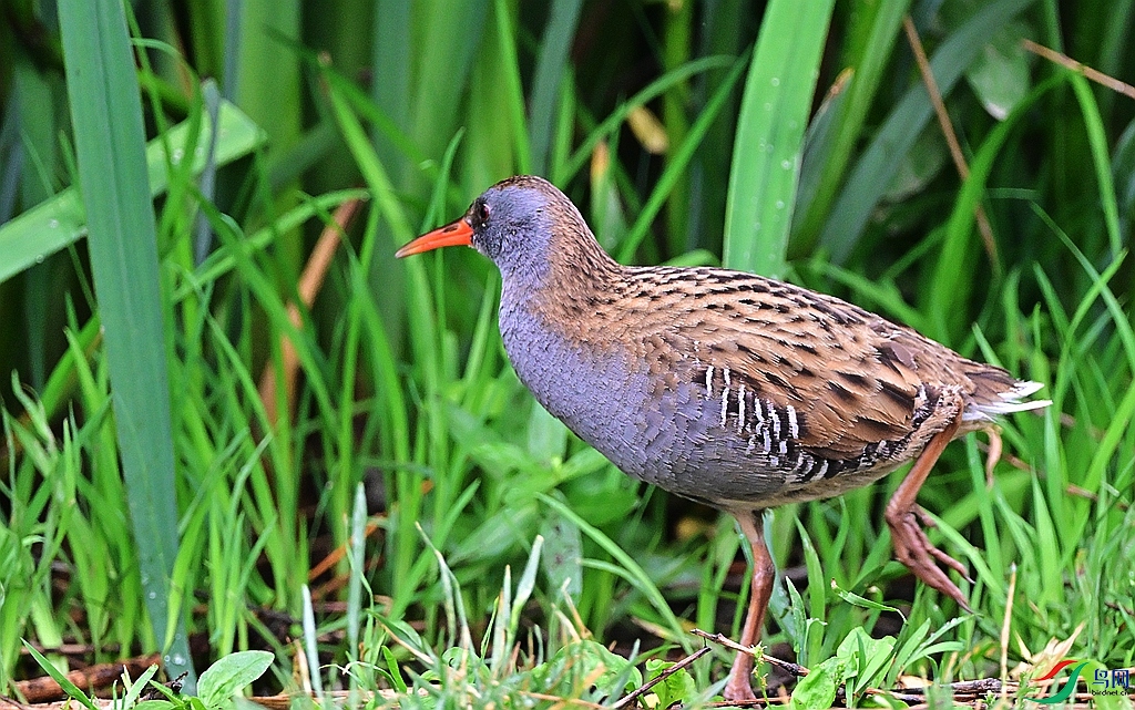 DSC_8765.JPG