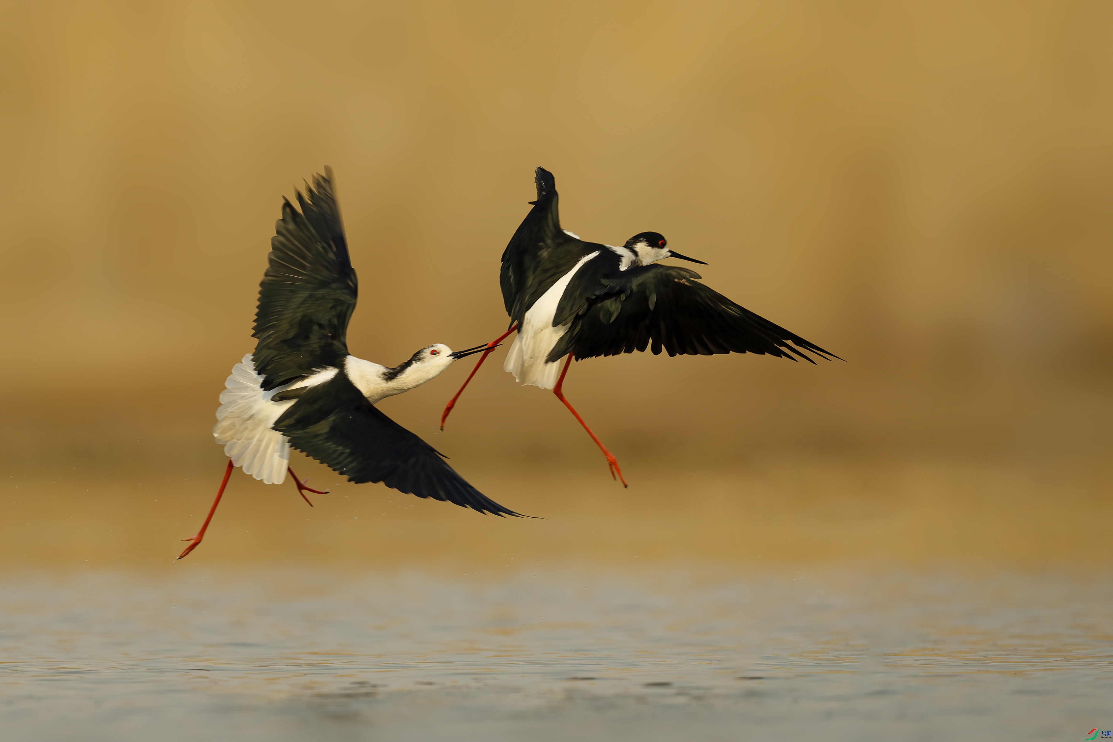 DSC09464 ����.jpg