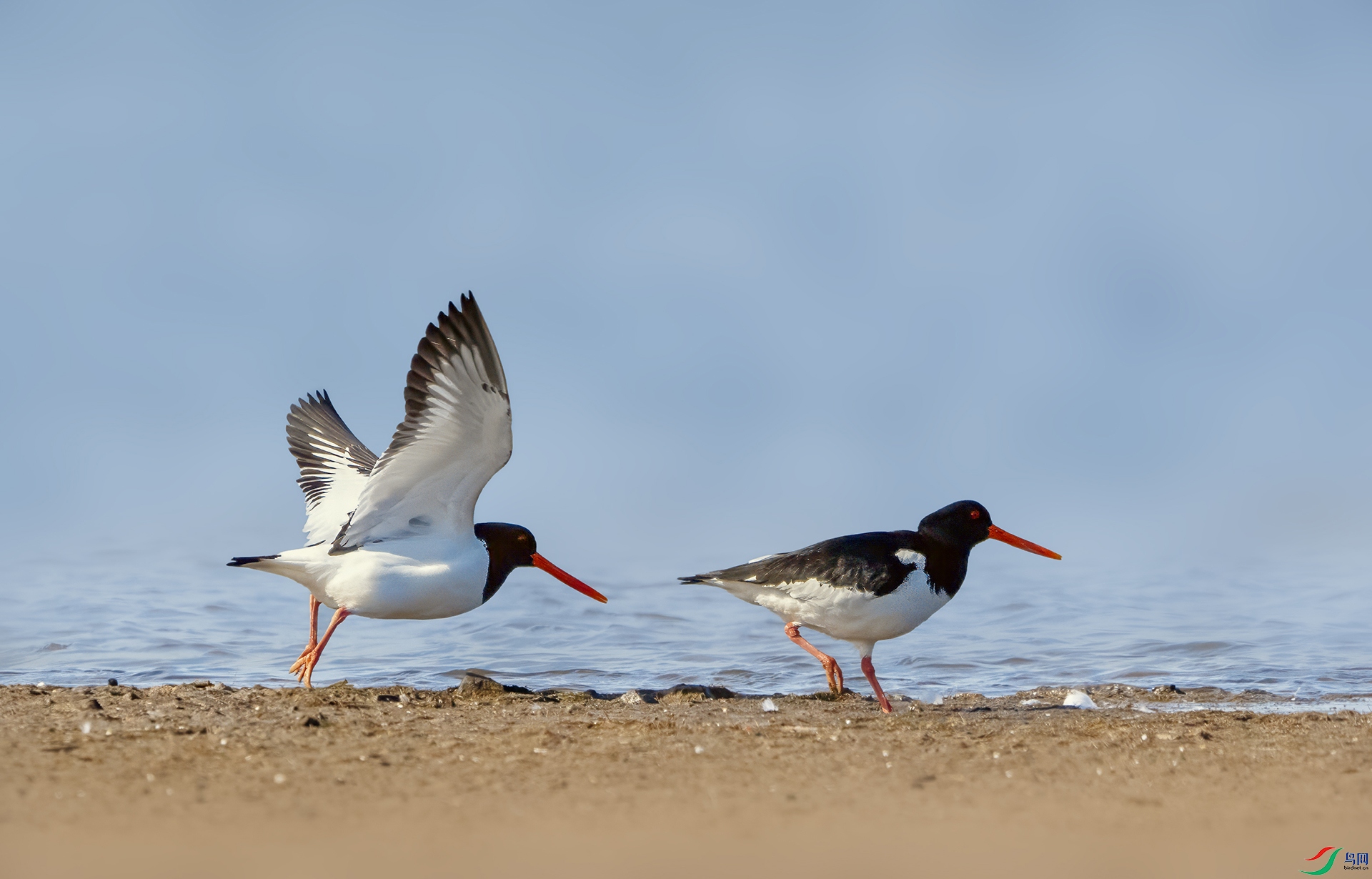 DSC04980 ����.jpg