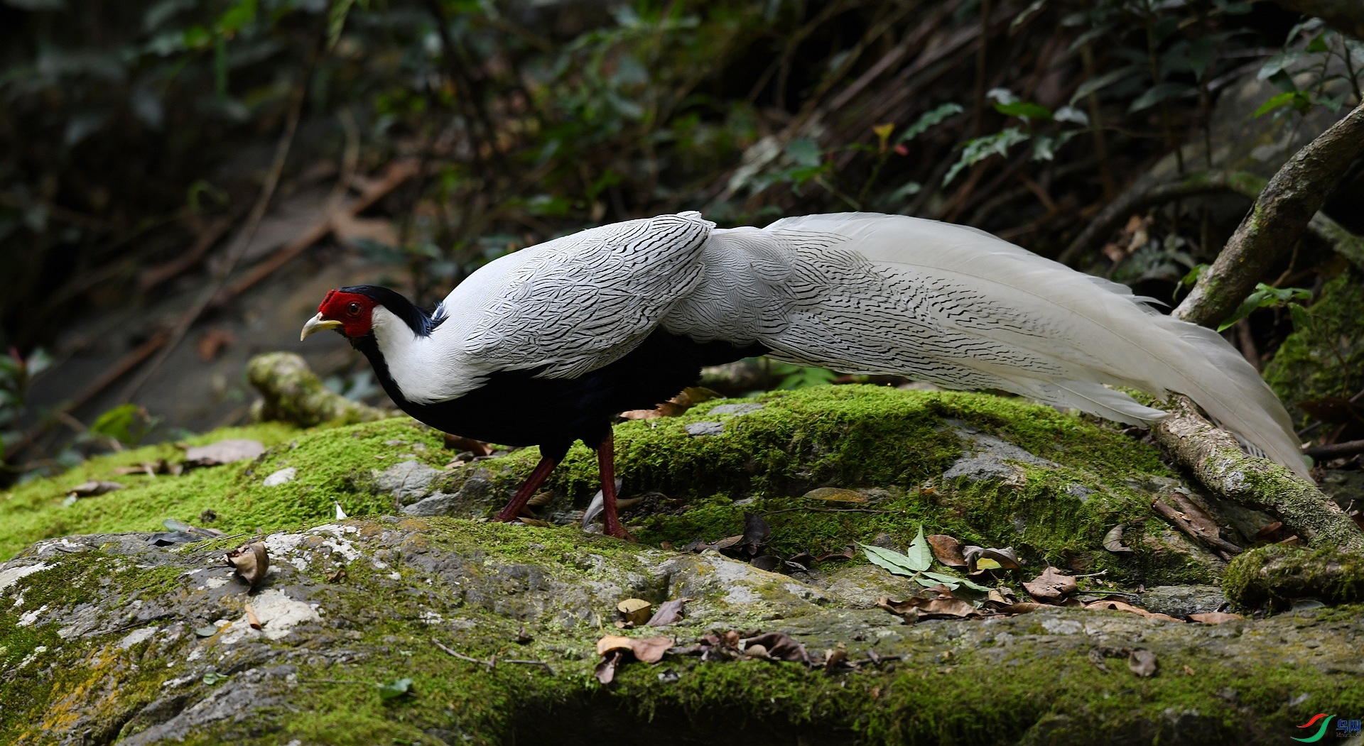 DSC_4797.jpg