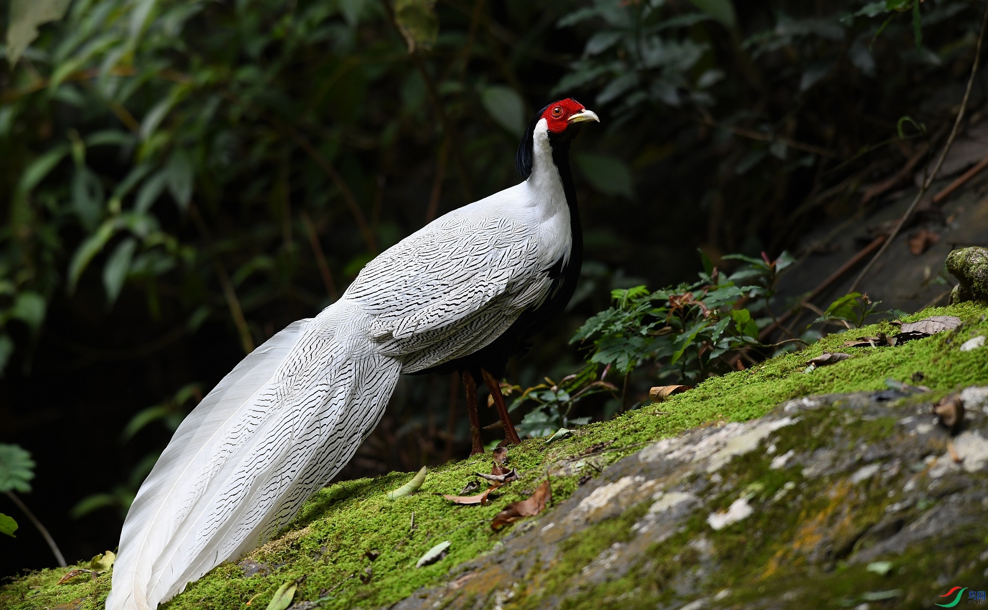 DSC_4825.jpg