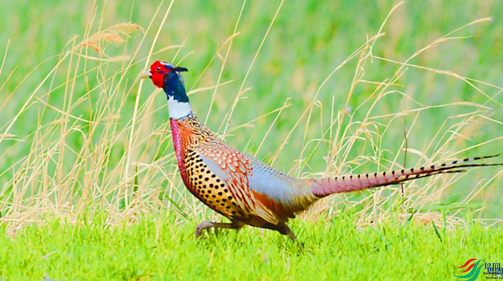 ��Ｆ���ٻ����Ѿ������������� 8.png