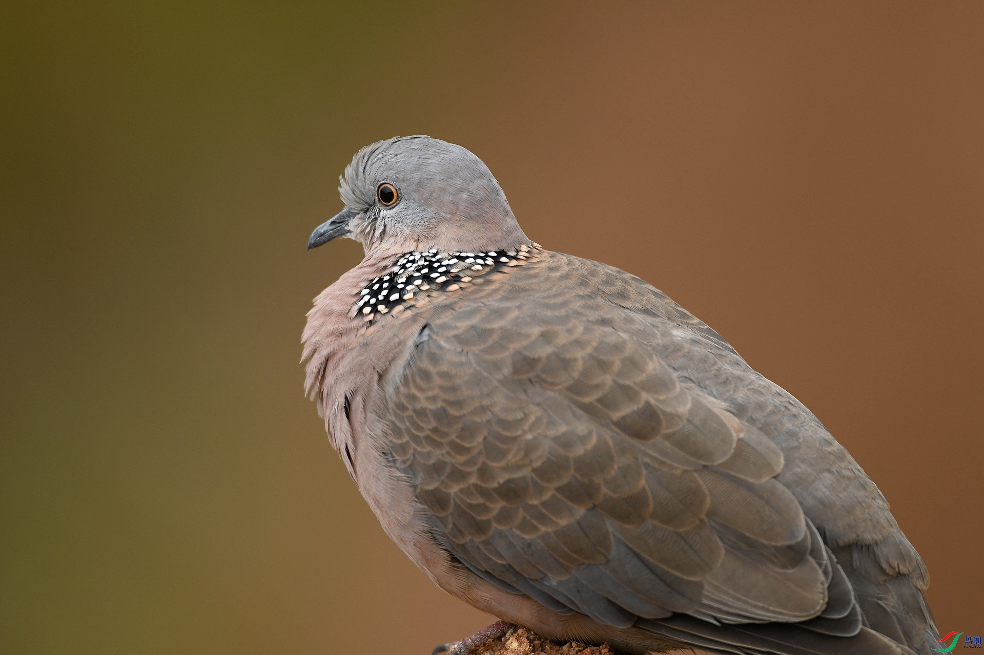 DSC_6631.jpg
