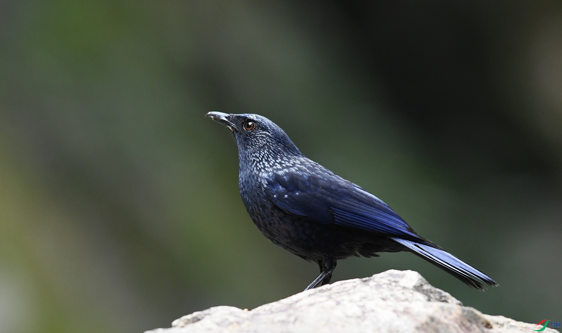 DSC_9826.jpg