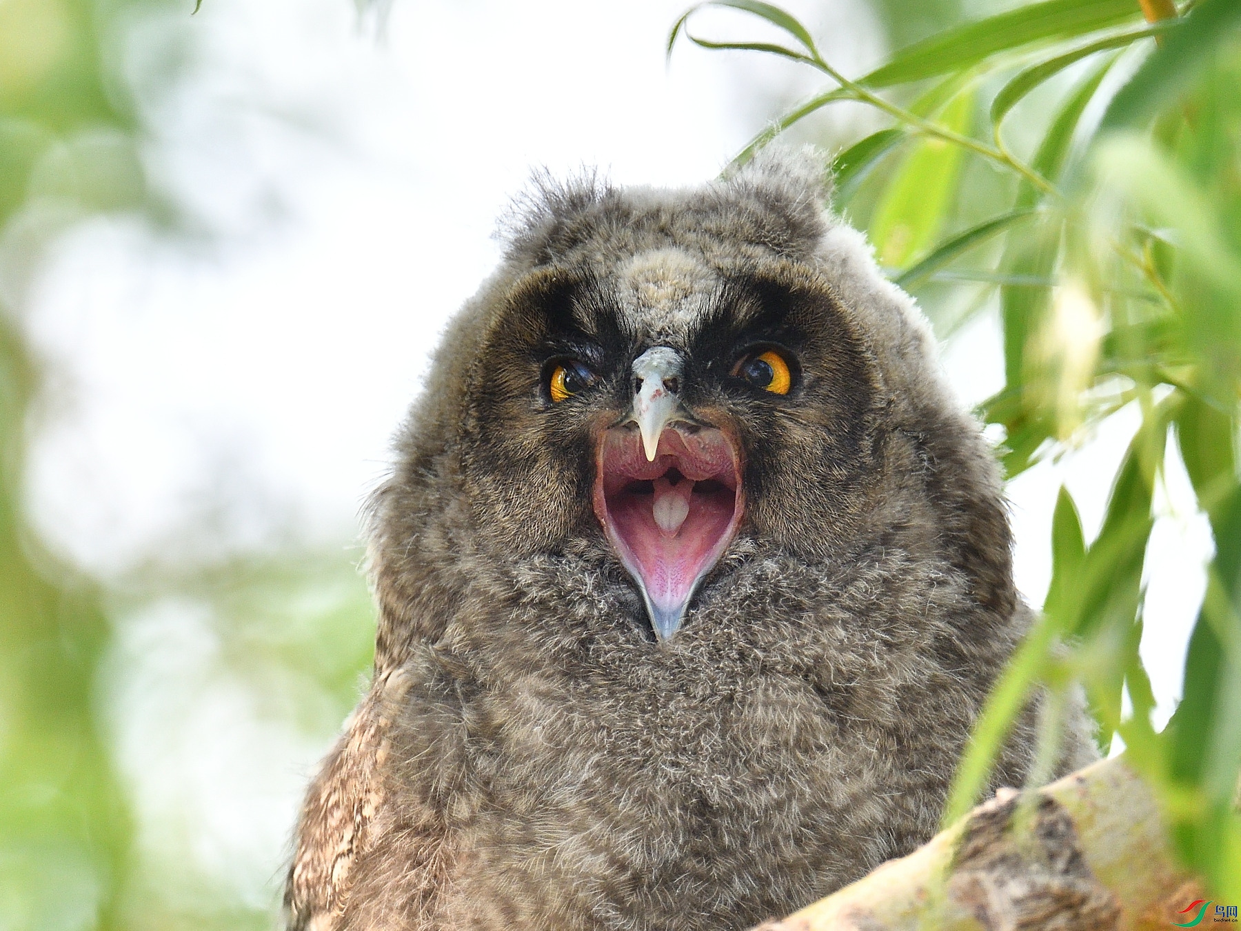 DSC_9537.JPG