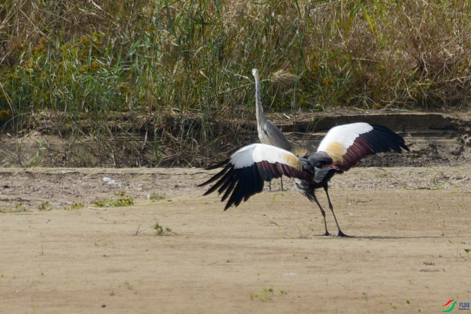 DSC_7597.JPG